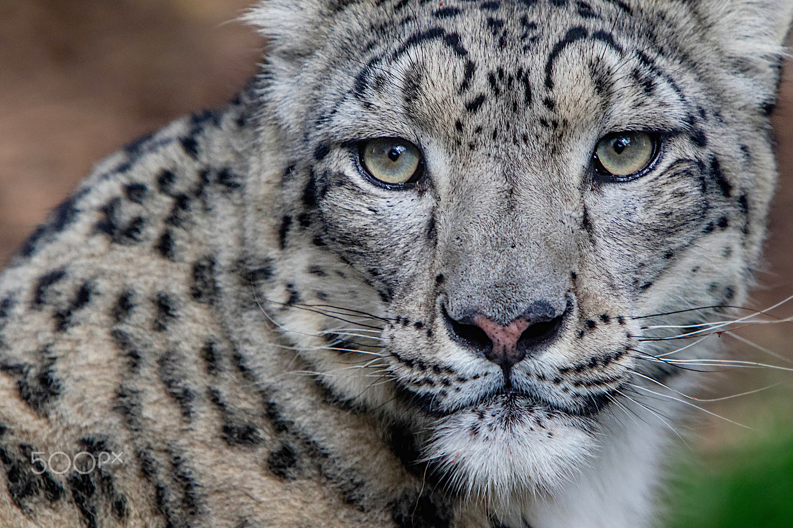 Canon EF 70-200mm F2.8L IS USM sample photo. Snow leopard photography