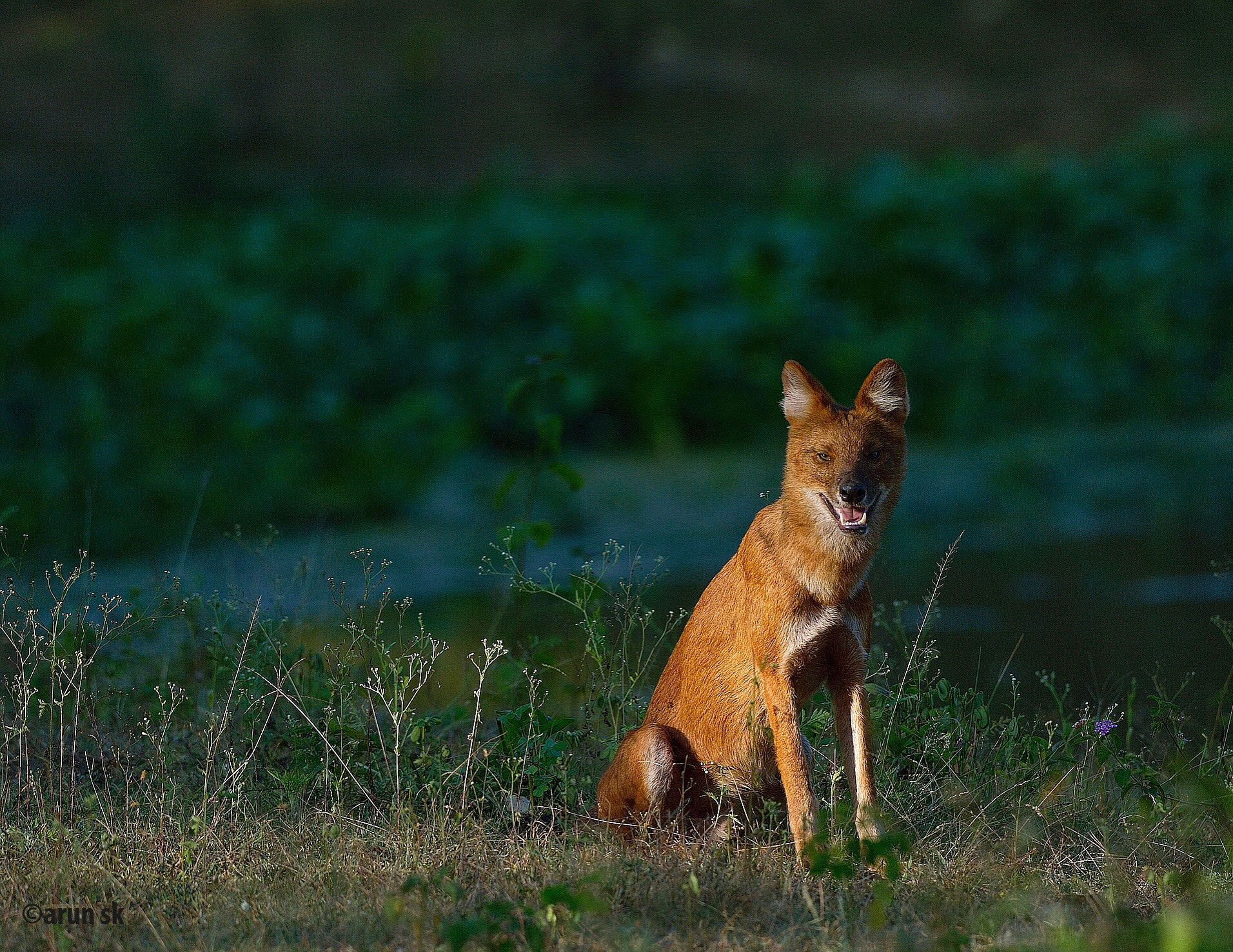 Nikon D4 + Sigma APO 100-300mm F4 EX IF HSM sample photo. Wild dog or the 'dhole' in the jungles of south india ... photography