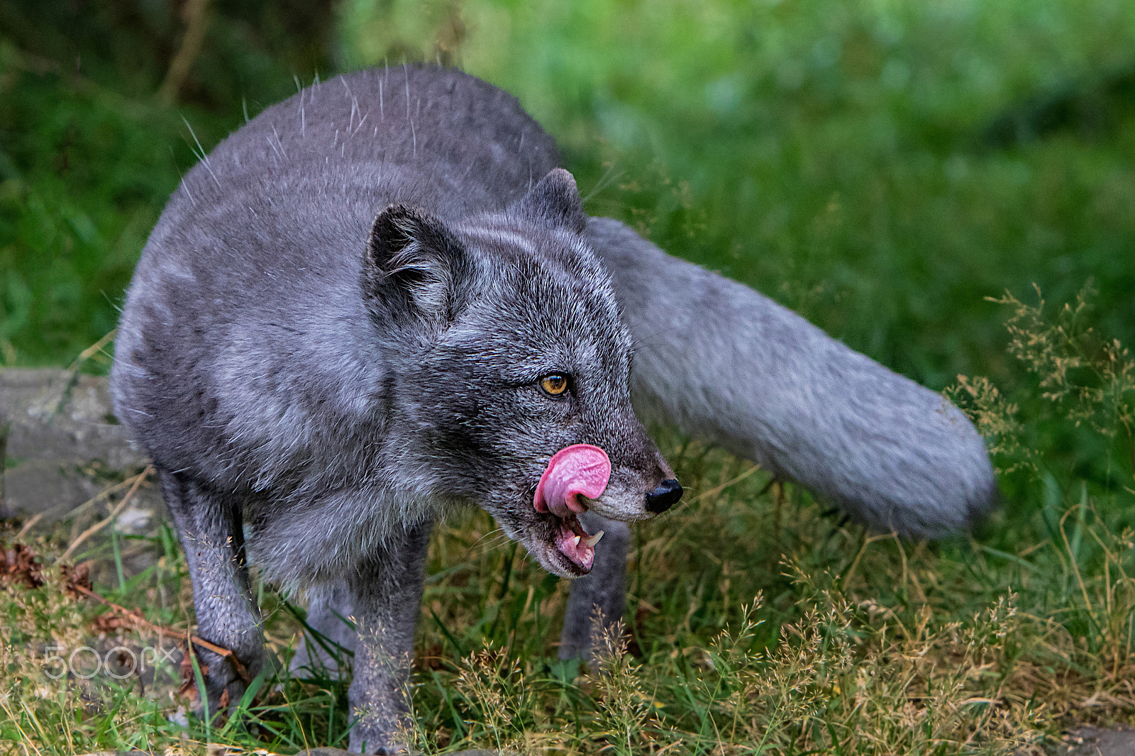 Canon EF 70-200mm F2.8L IS USM sample photo. Arctic fox photography