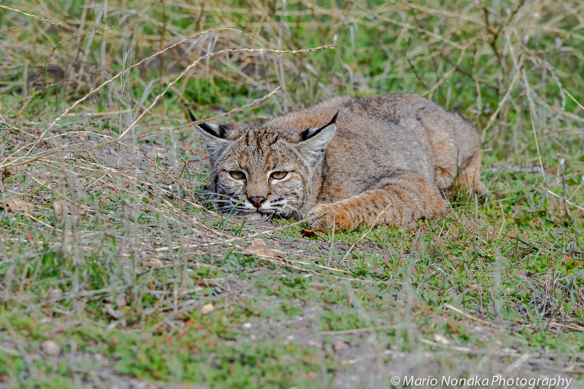 Sigma 150-600mm F5-6.3 DG OS HSM | S sample photo. Hiding bobcat photography