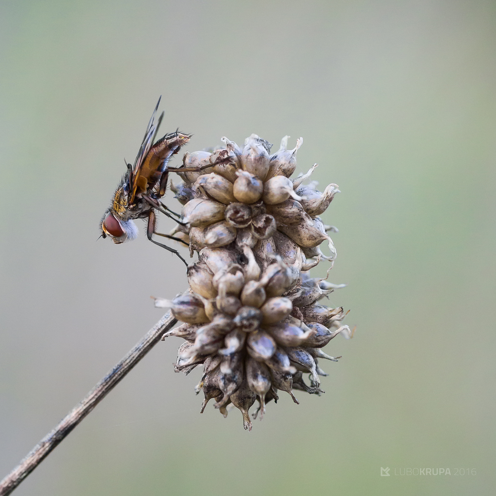 Pentax K-r sample photo. Fly photography