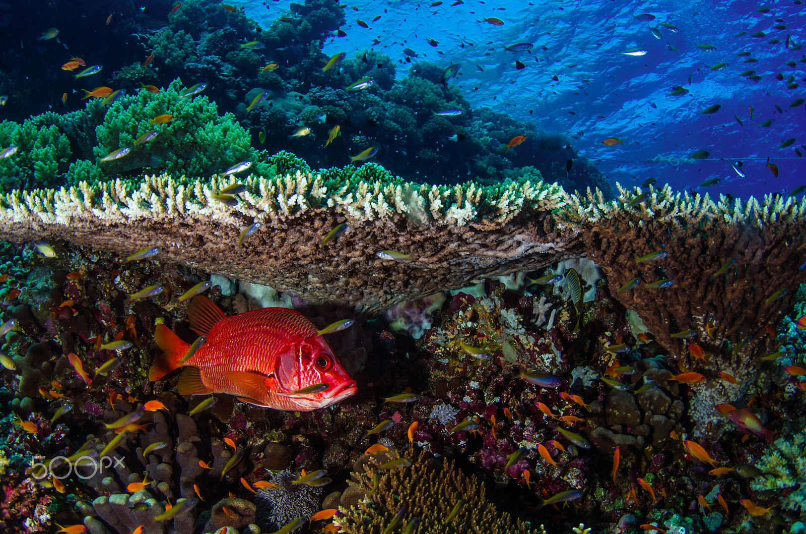 Tokina AT-X 10-17mm F3.5-4.5 DX Fisheye sample photo. Hidden in the reef photography