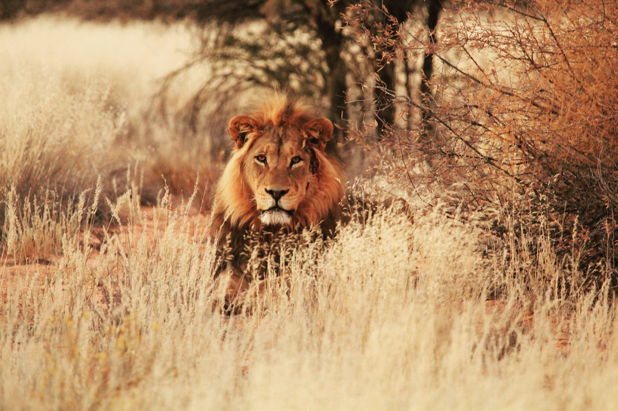 Canon EF 100-400mm F4.5-5.6L IS USM sample photo. Taken at mabusehube game reserve botswana photography
