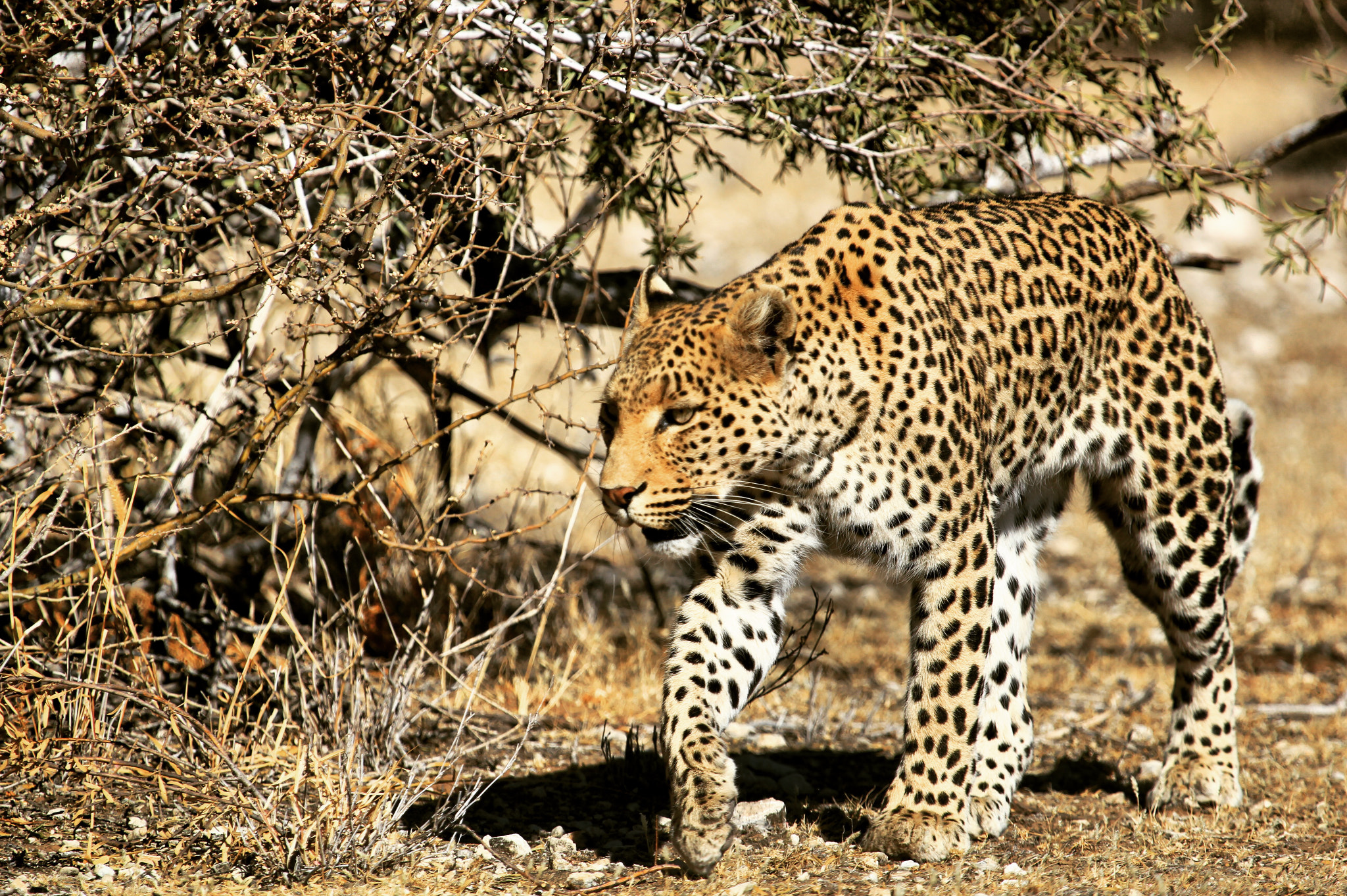 Canon EOS 600D (Rebel EOS T3i / EOS Kiss X5) + Canon EF 100-400mm F4.5-5.6L IS USM sample photo. Captured at mpayathutlwa pan mabuadehube botswana. photography