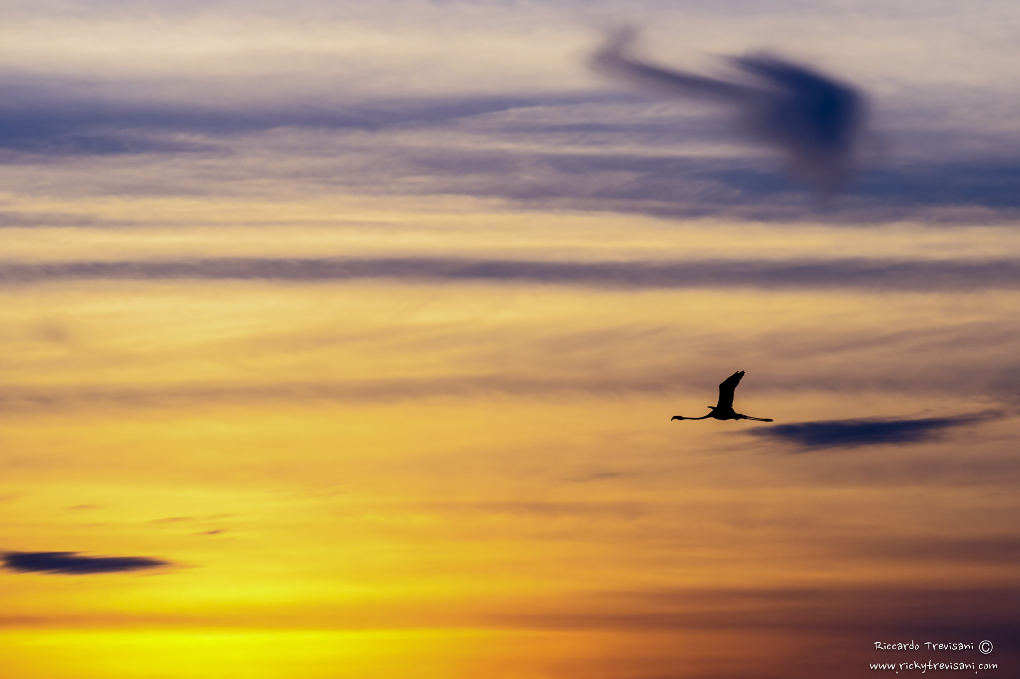 Nikon AF-S Nikkor 300mm F2.8G ED VR II sample photo. Flamingo in the colored sunset photography