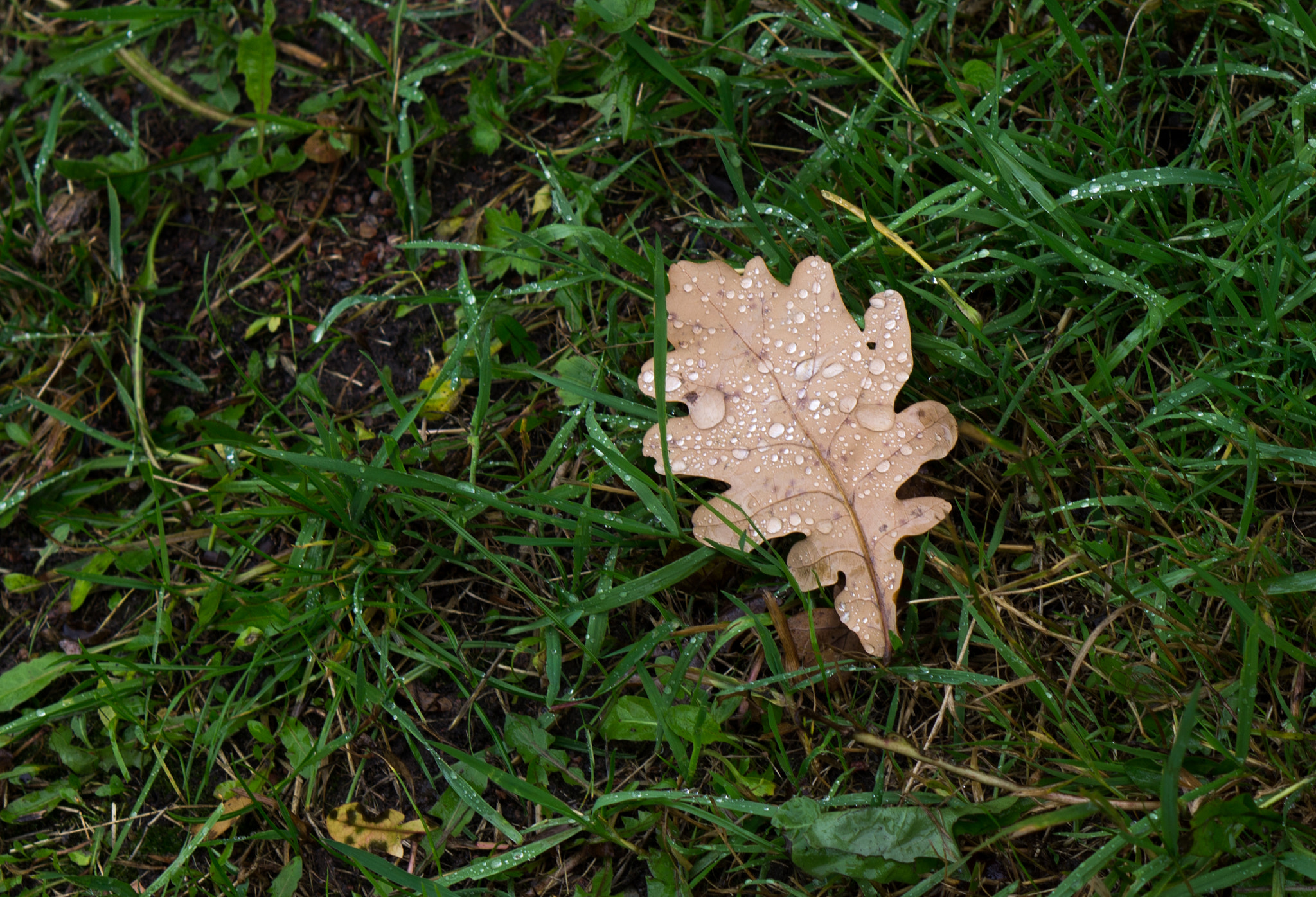 Sony Alpha NEX-5N + E 50mm F1.8 OSS sample photo. After rain. photography