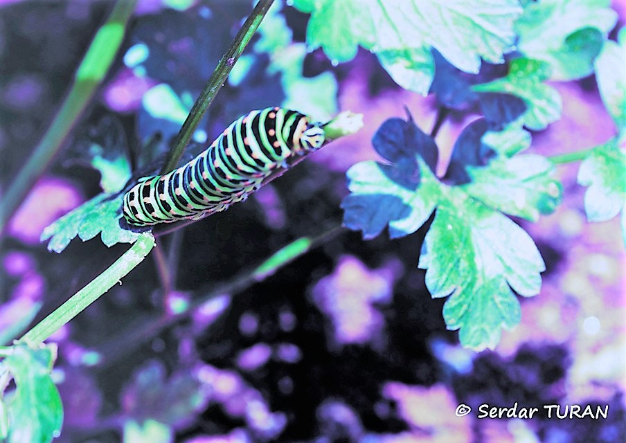 Canon EF-S 60mm F2.8 Macro USM sample photo. Papilio machaon photography