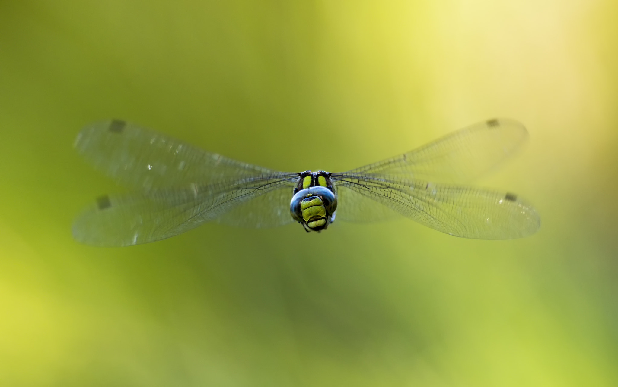Canon EOS-1D X Mark II sample photo. Flight of the southern hawker # 8 photography