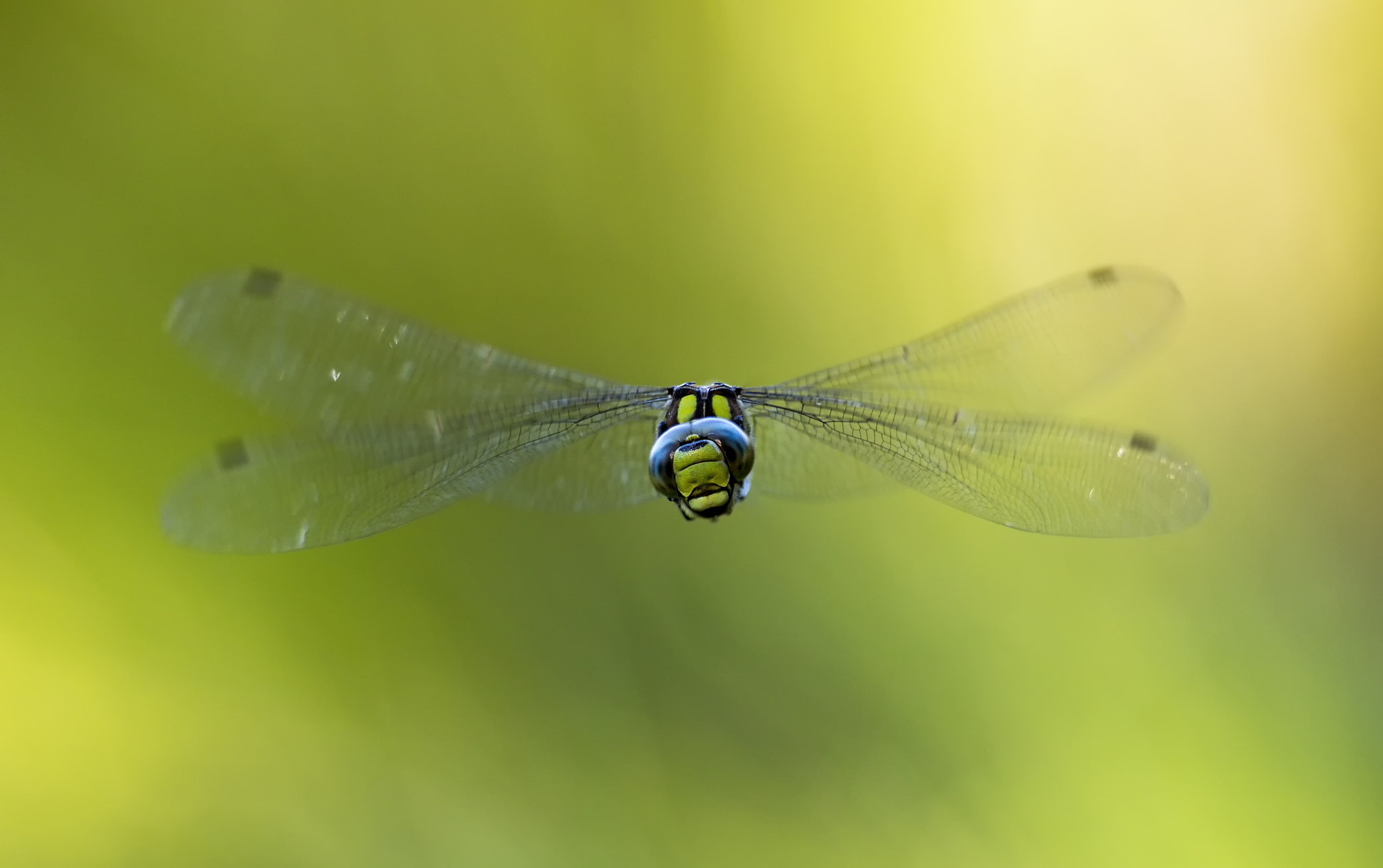 Sigma 150mm f/2.8 EX DG OS HSM APO Macro sample photo. Flight of the southern hawker # 8 photography