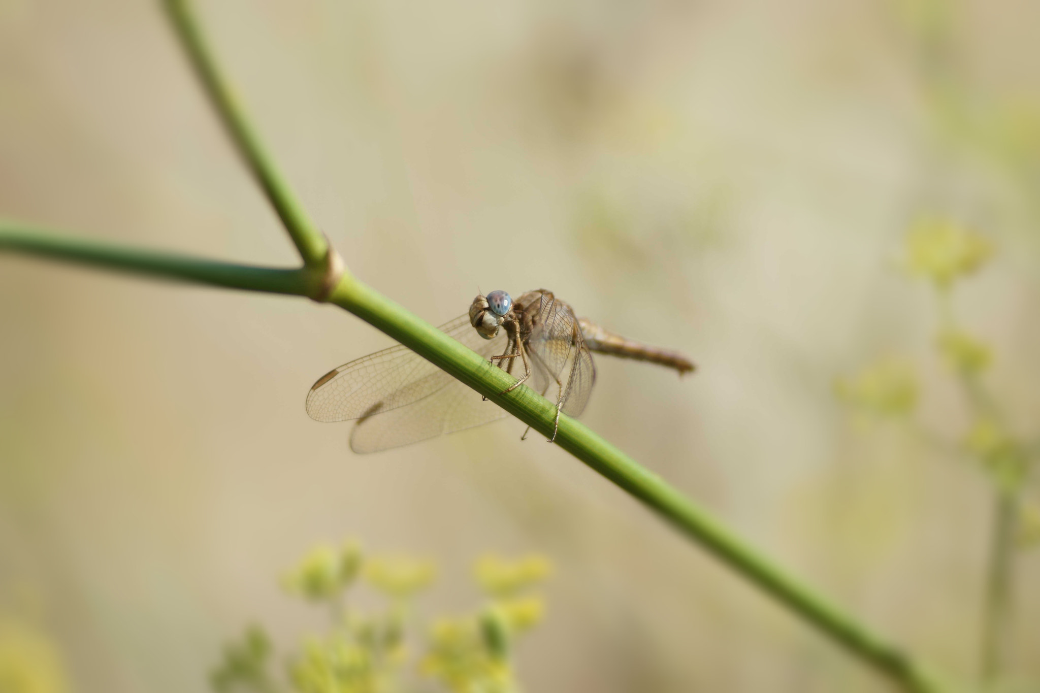 Sony a6000 + Tamron SP AF 90mm F2.8 Di Macro sample photo. Trithemis annulata (iii) photography