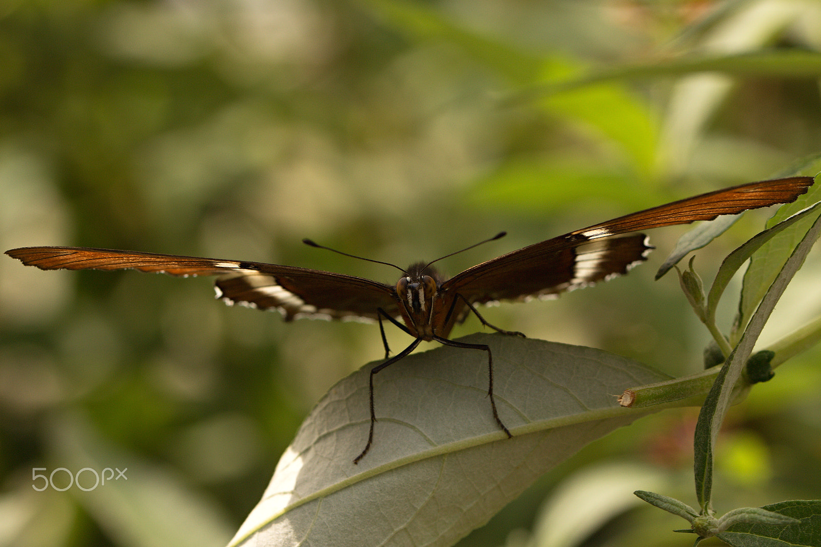 Canon EF 100mm F2.8L Macro IS USM sample photo. One, two, three and fly photography