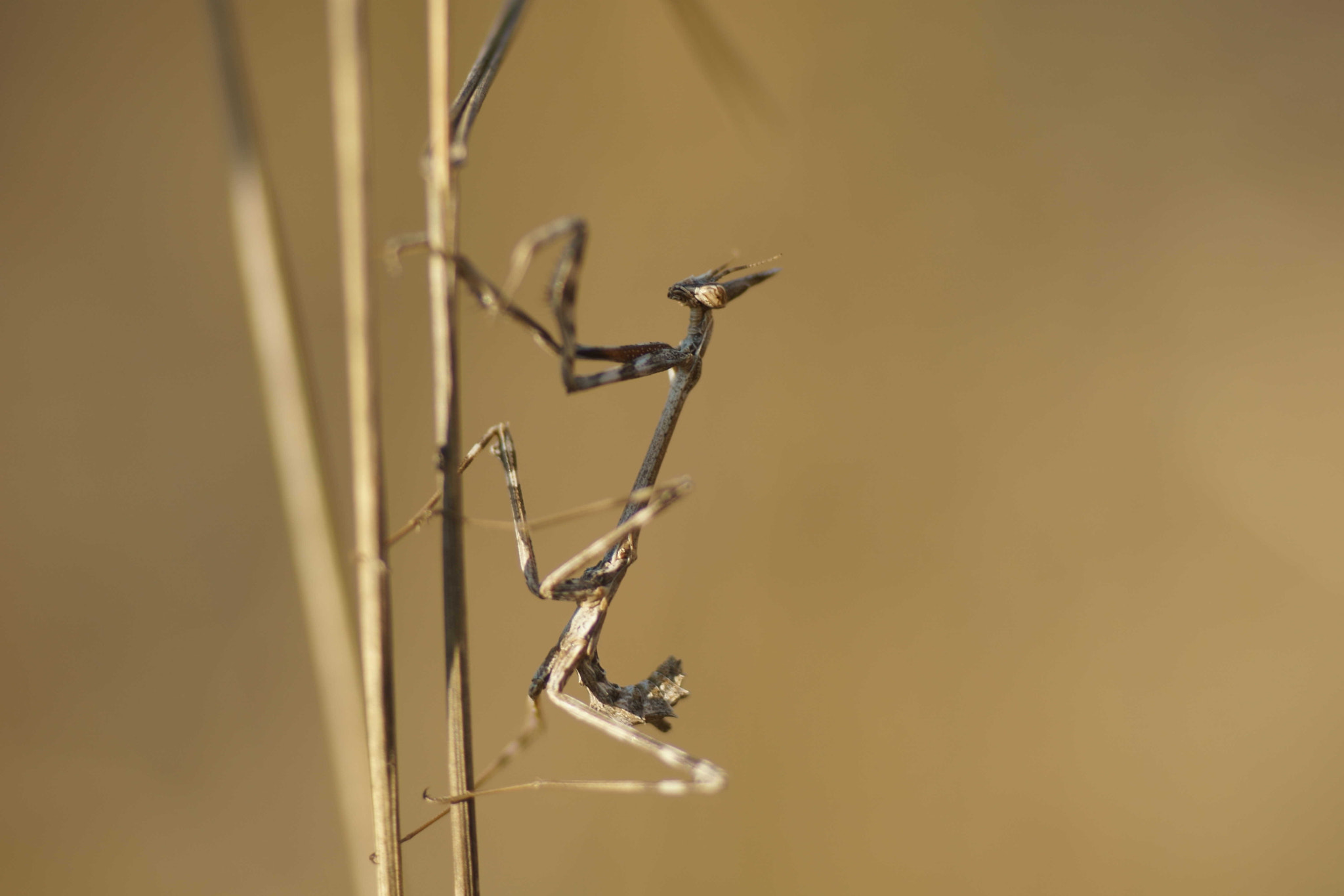 Sony a6000 + Tamron SP AF 90mm F2.8 Di Macro sample photo. Ninfa photography