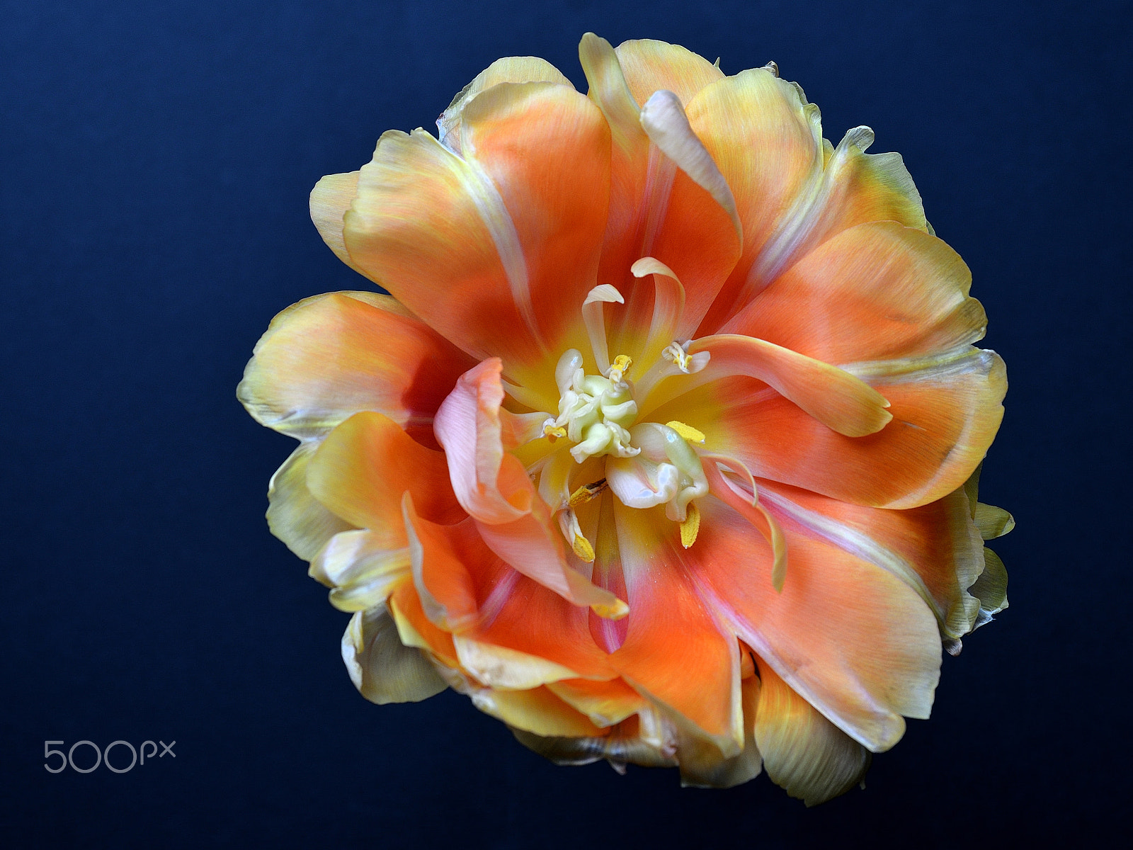 AF Zoom-Nikkor 28-80mm f/3.3-5.6G sample photo. 1302-tuli photography
