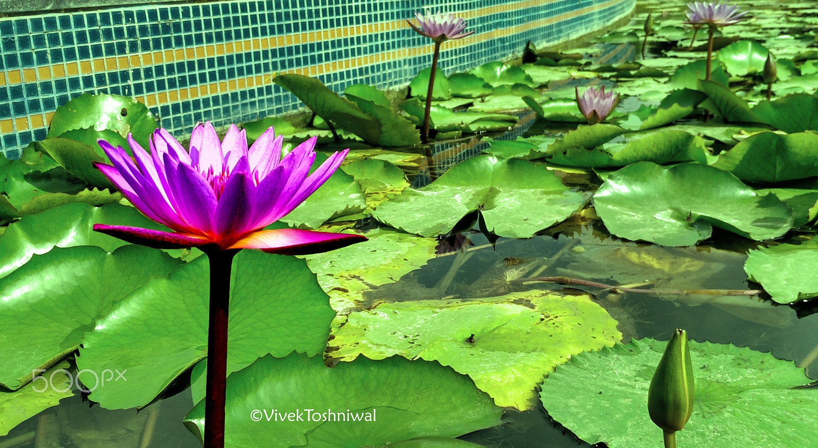 Xiaomi Mi 4i sample photo. The first lotus photography