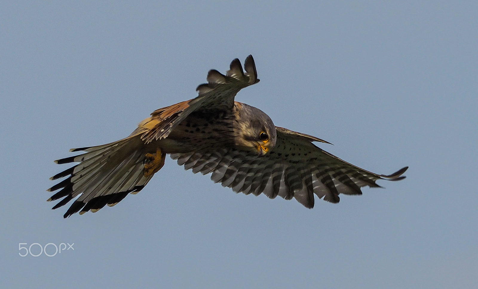 Olympus OM-D E-M10 sample photo. Hunting kestrel photography