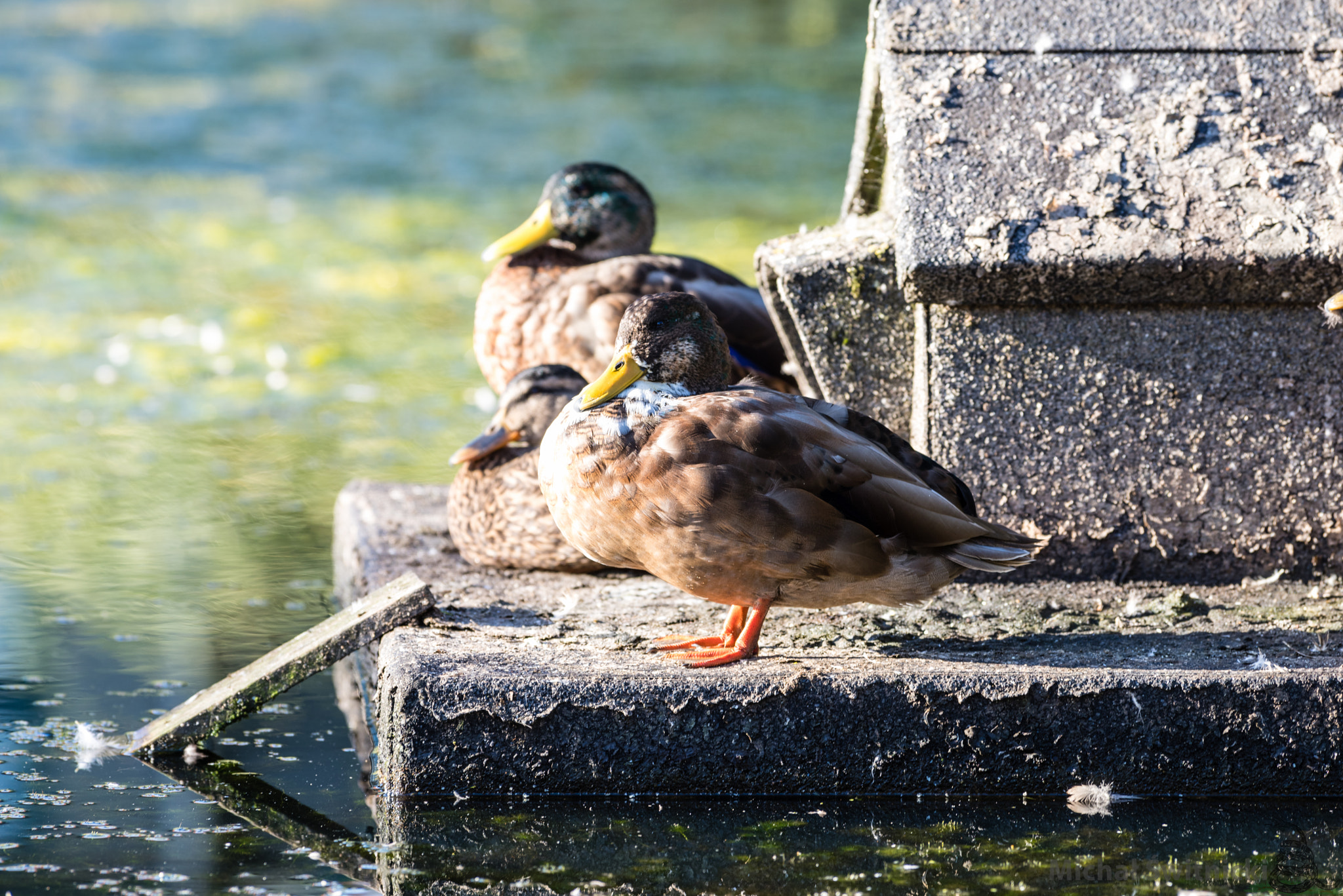 Pentax K-1 sample photo. Ducks resting at a floating house photography