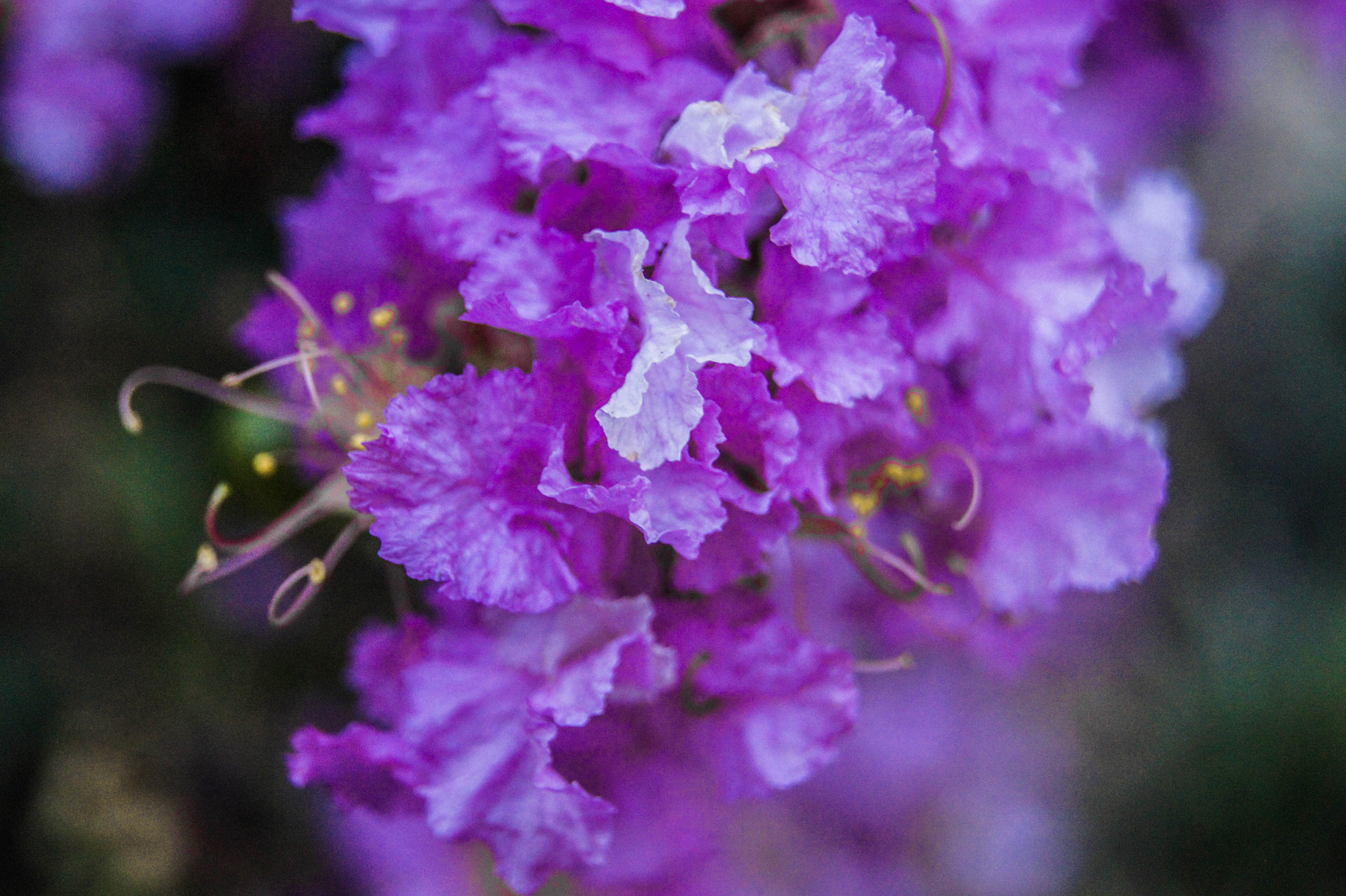 Sony SLT-A33 + Sony DT 18-55mm F3.5-5.6 SAM sample photo. Crepe myrtle photography