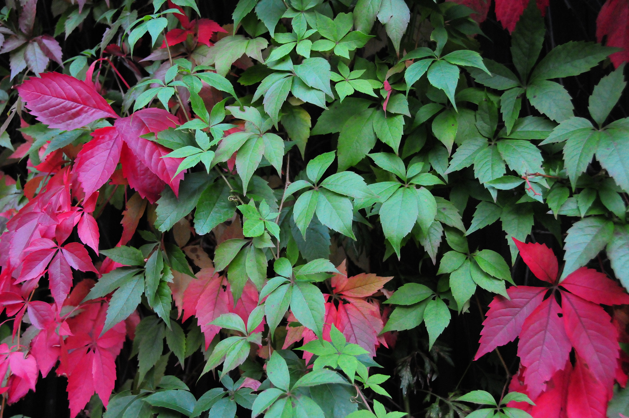Nikon D300 sample photo. Fall is coming photography
