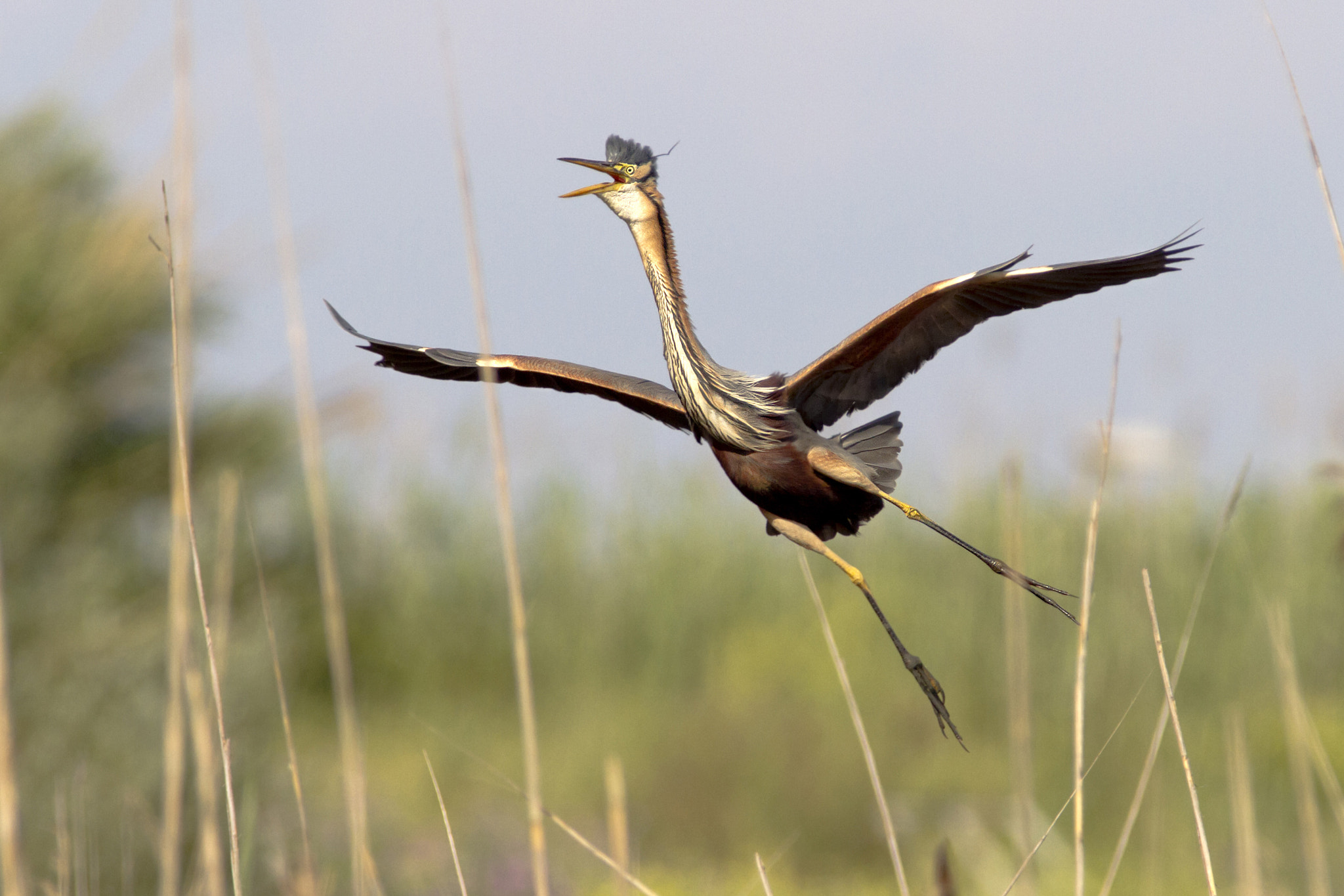 Canon EF 300mm f/2.8L + 1.4x sample photo. Purple heron' display photography