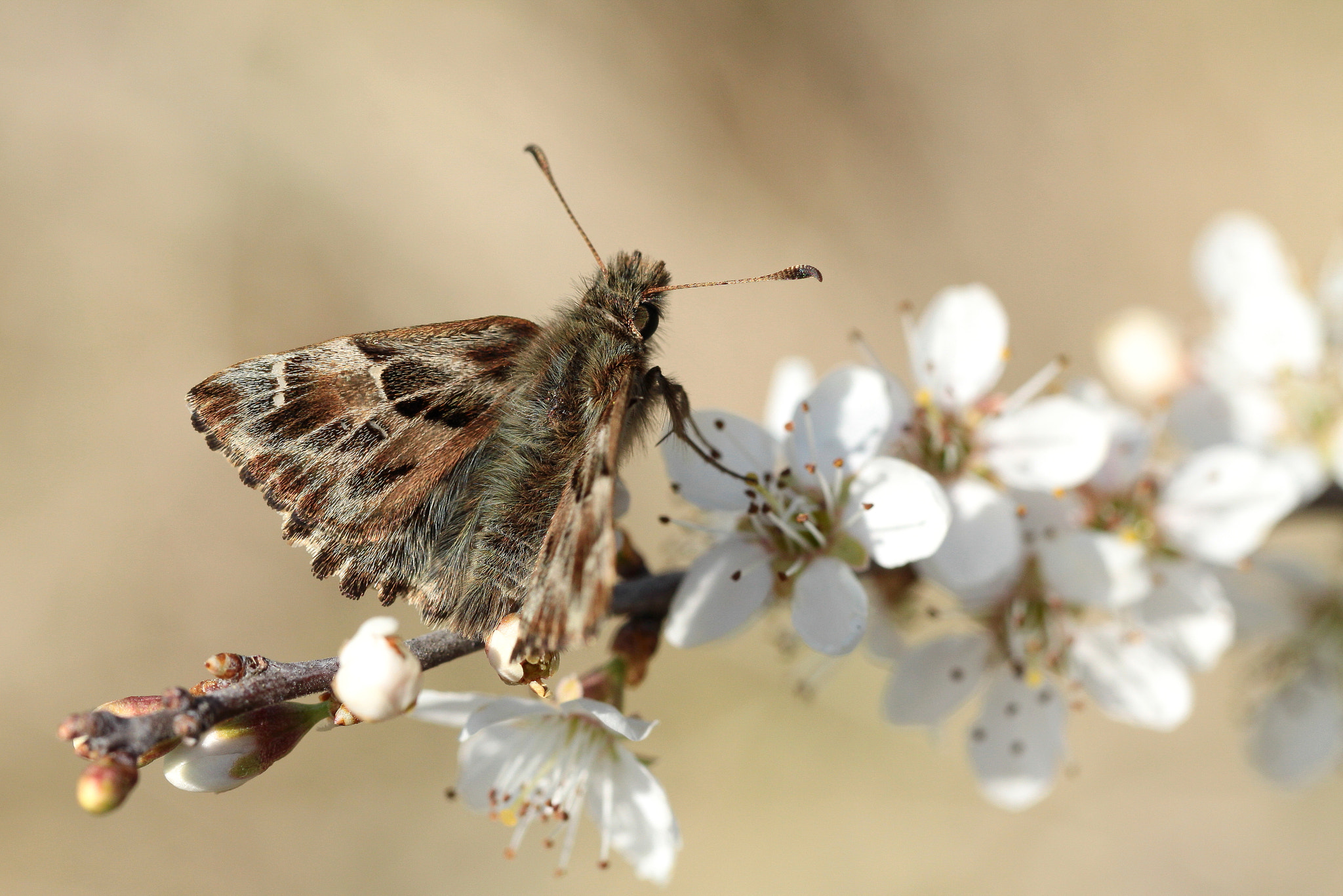 Canon EOS 50D + Canon EF 100mm F2.8L Macro IS USM sample photo. Carcharodus alceae; the mallow skipper photography