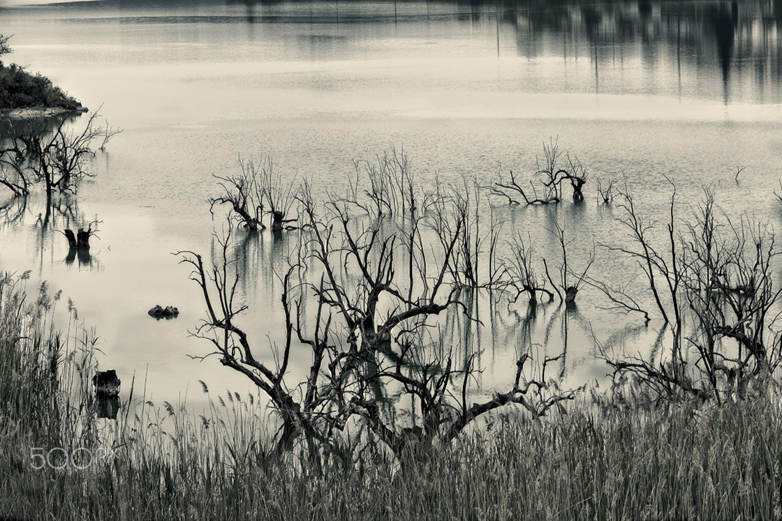Nikon D3X sample photo. Sketches of nature photography