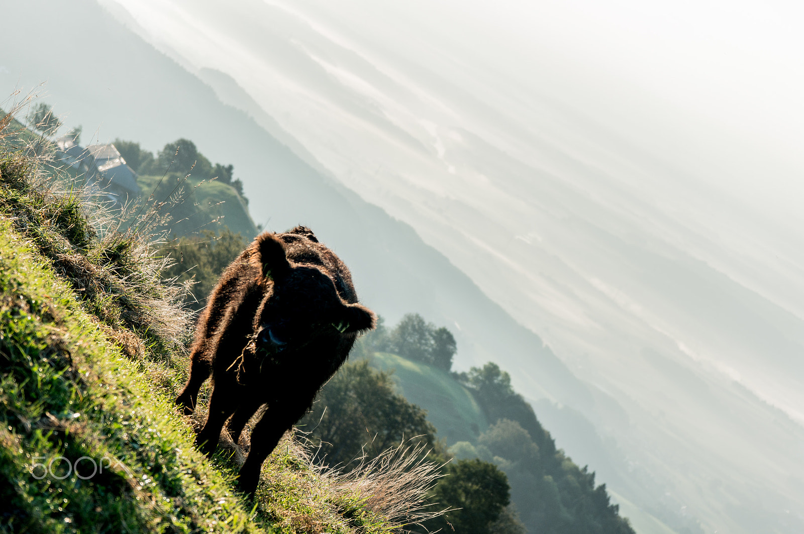 Sony Alpha NEX-6 + Sony Vario-Tessar T* E 16-70mm F4 ZA OSS sample photo. Balmberg cow photography