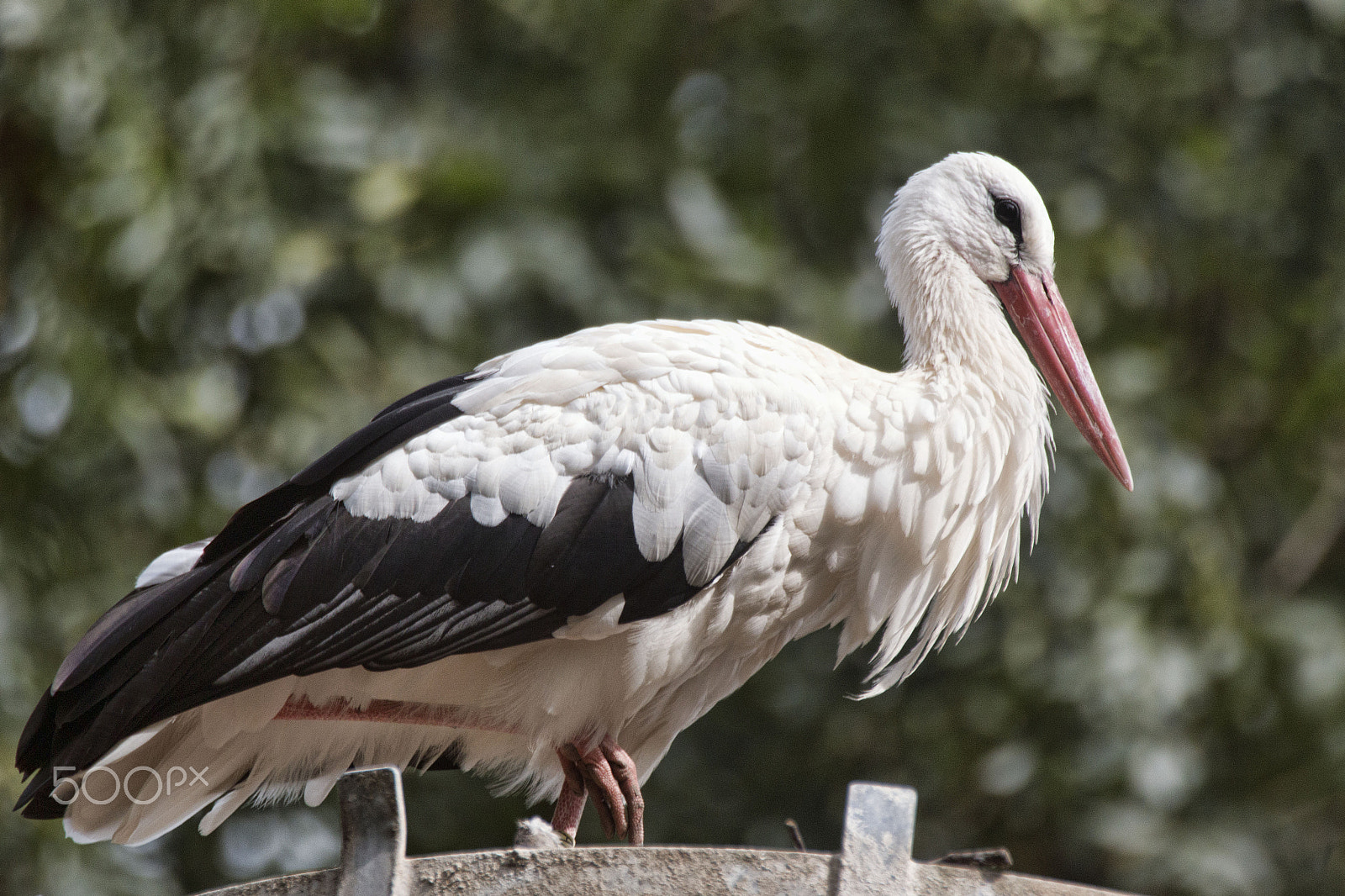 Canon EOS 70D + Canon EF 70-200mm F2.8L IS II USM sample photo. Storch photography