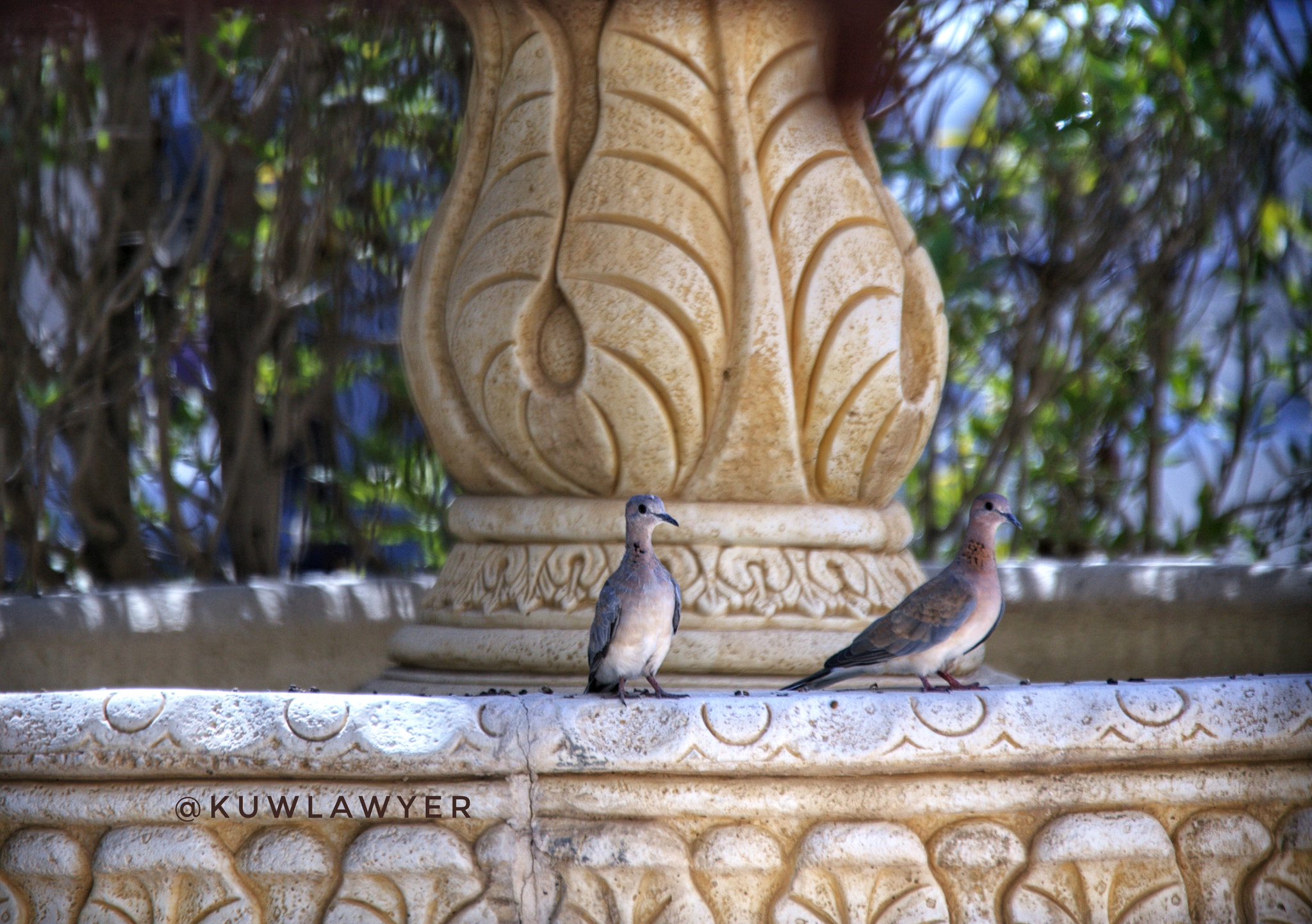 Canon 70-200mm sample photo. Pigeon photography