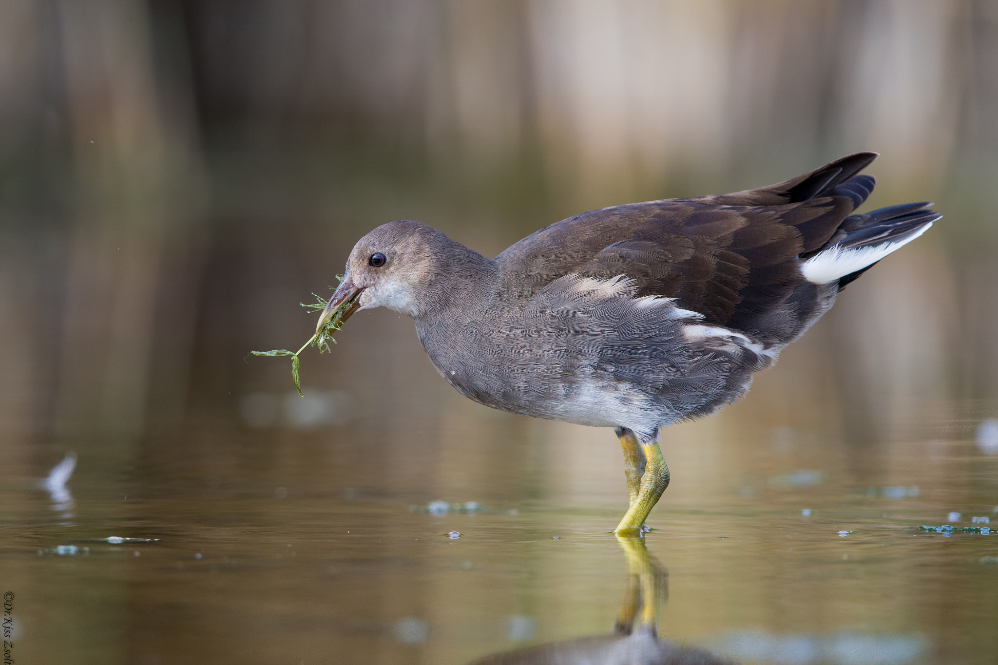 Canon EF 600mm F4L IS II USM sample photo. Juvenile moorhen photography