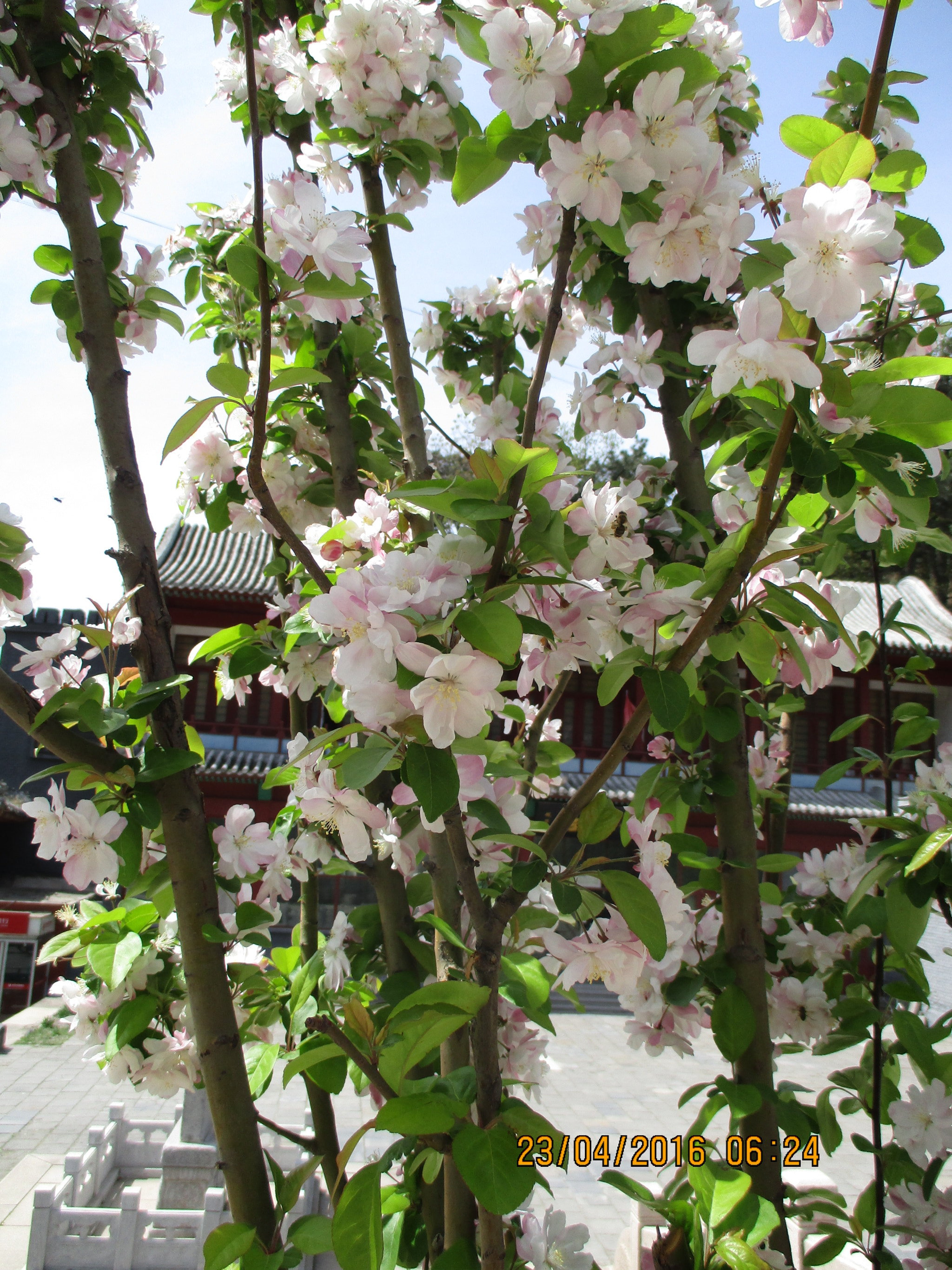 Canon IXUS 165 (IXY 160) sample photo. Img photography