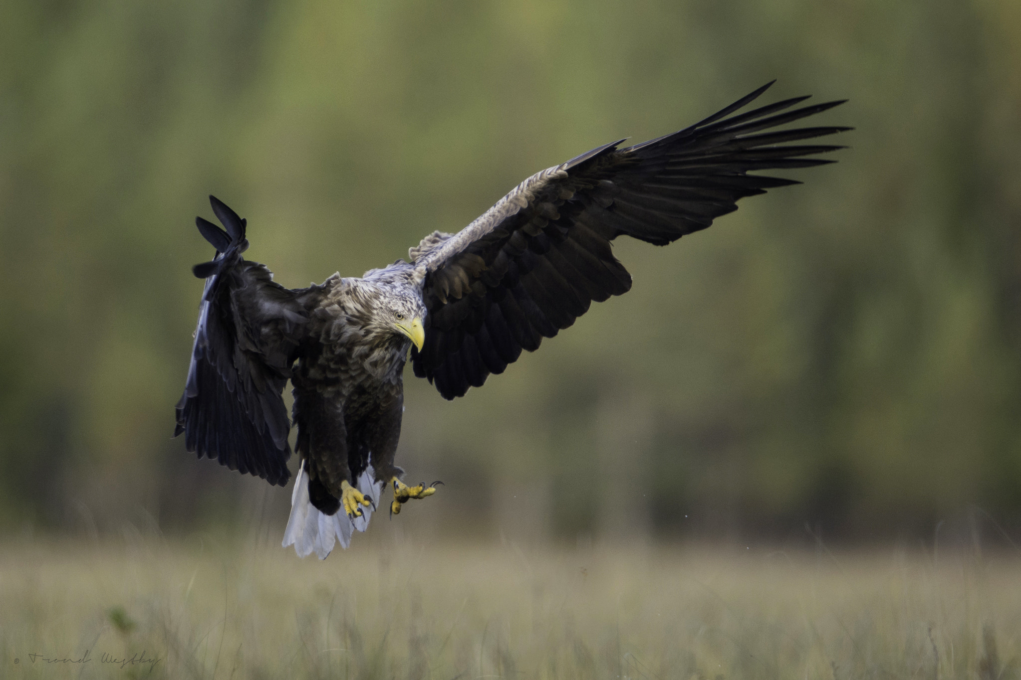Nikon D7100 + Nikon AF-S Nikkor 600mm F4G ED VR sample photo. White-tailed eagle photography
