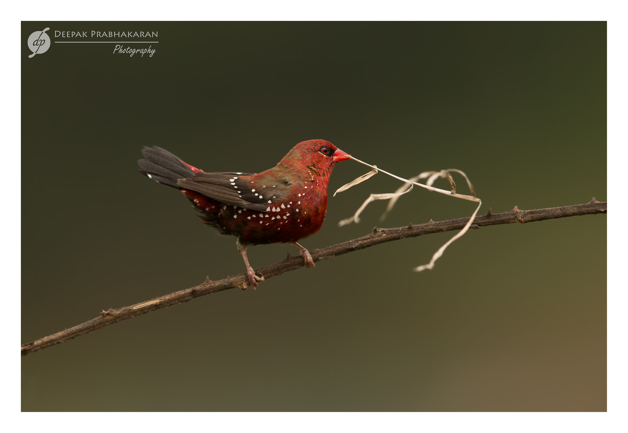 Canon EF 400mm F2.8L IS II USM sample photo. ~~ red munia ~~ photography