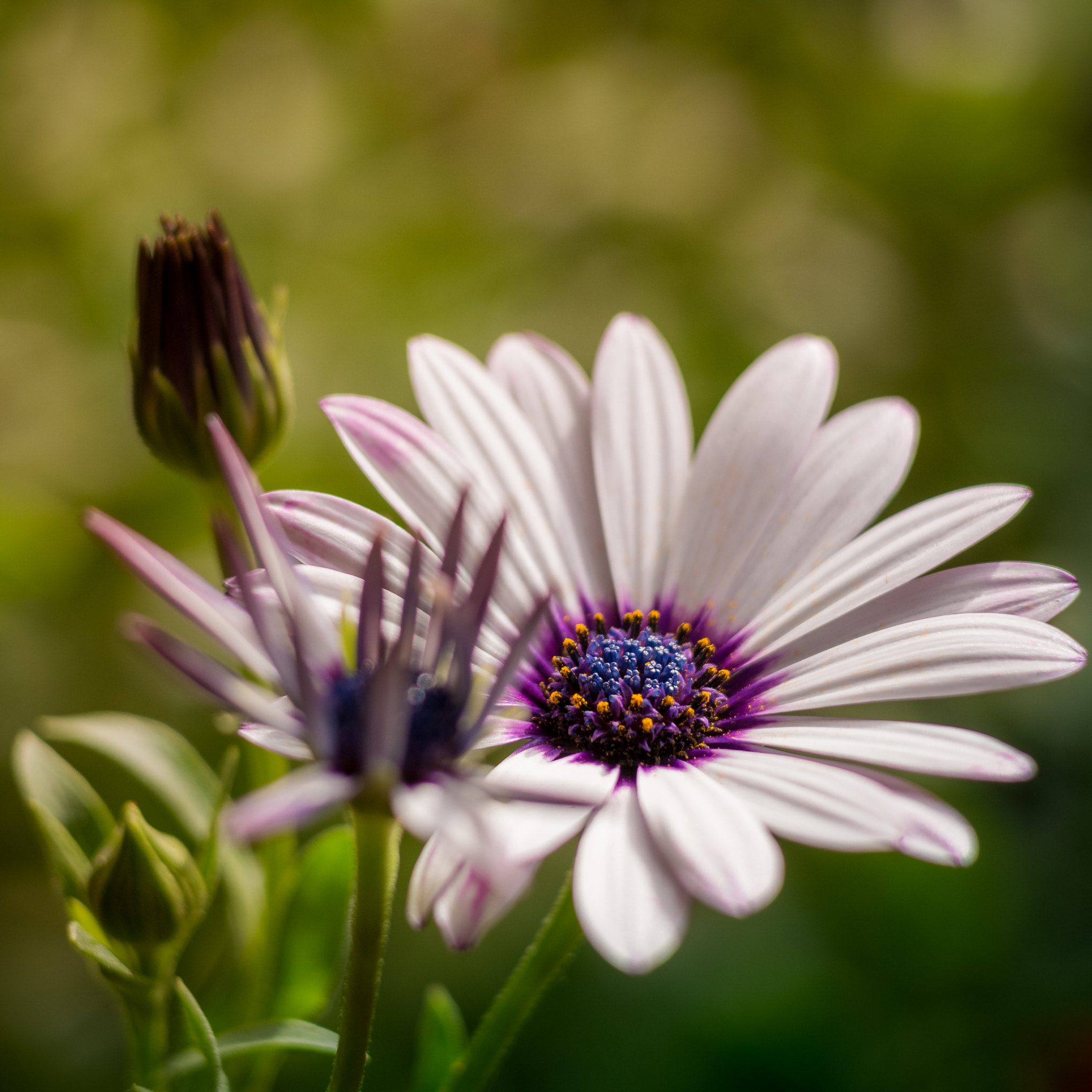 Panasonic Lumix DMC-G6 + Sigma 60mm F2.8 DN Art sample photo. Blossom in the shadow photography