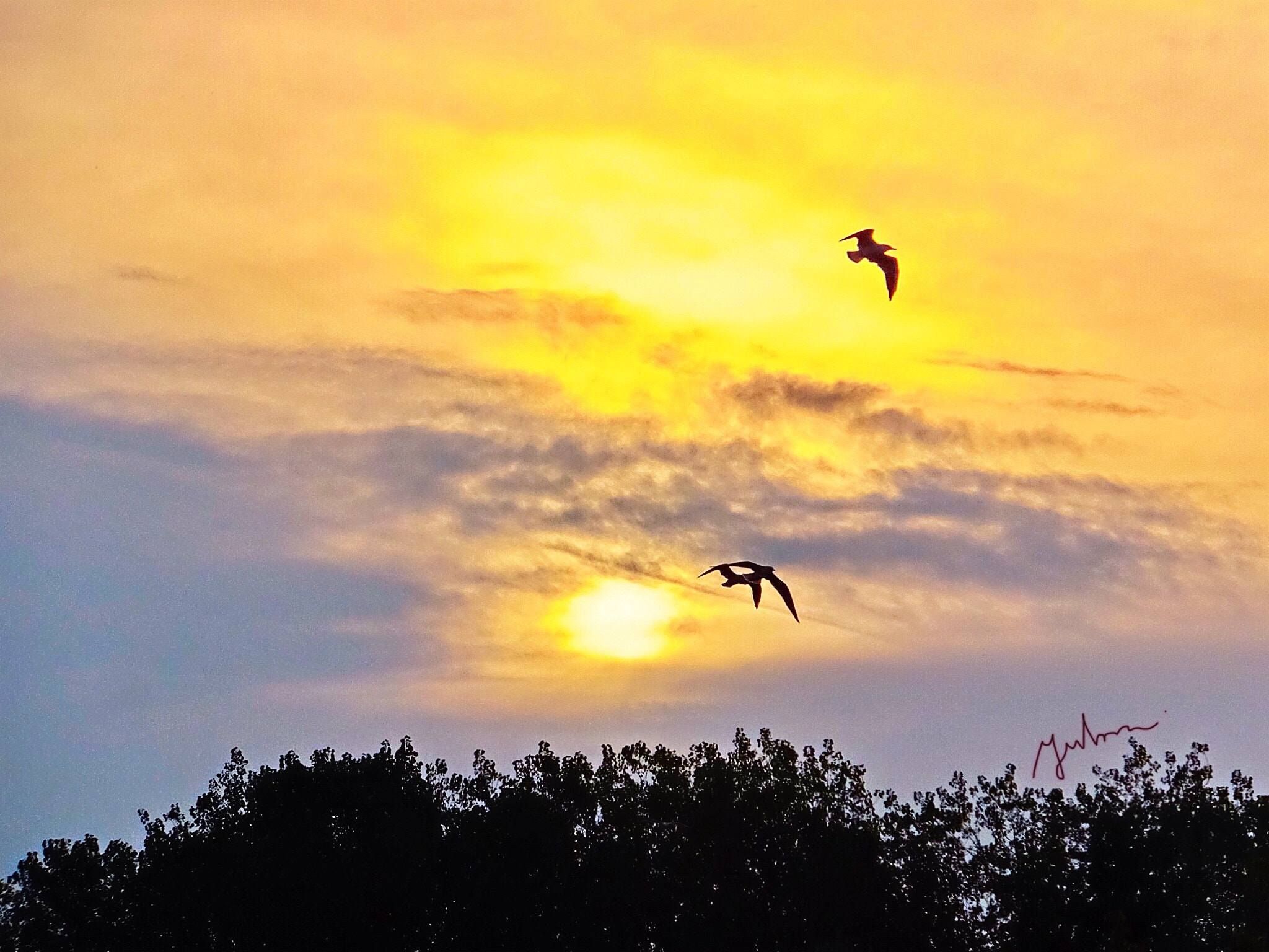 Fujifilm FinePix F900EXR sample photo. Seagulls flying at sunset photography