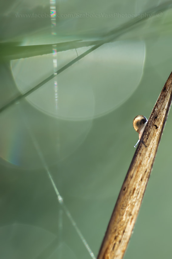 Sigma 150mm F2.8 EX DG OS Macro HSM sample photo. Minimal dof photography