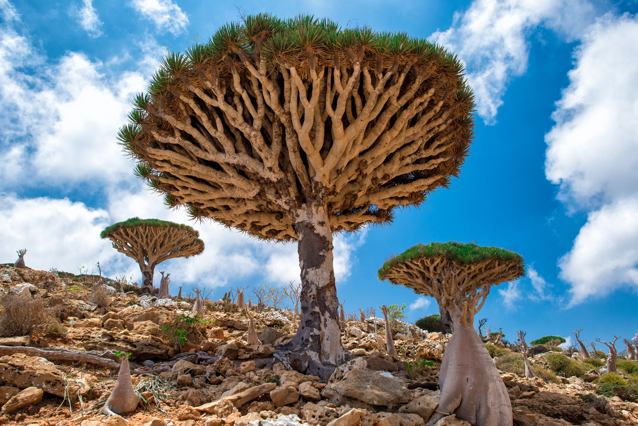 Nikon D600 sample photo. Socotra photography
