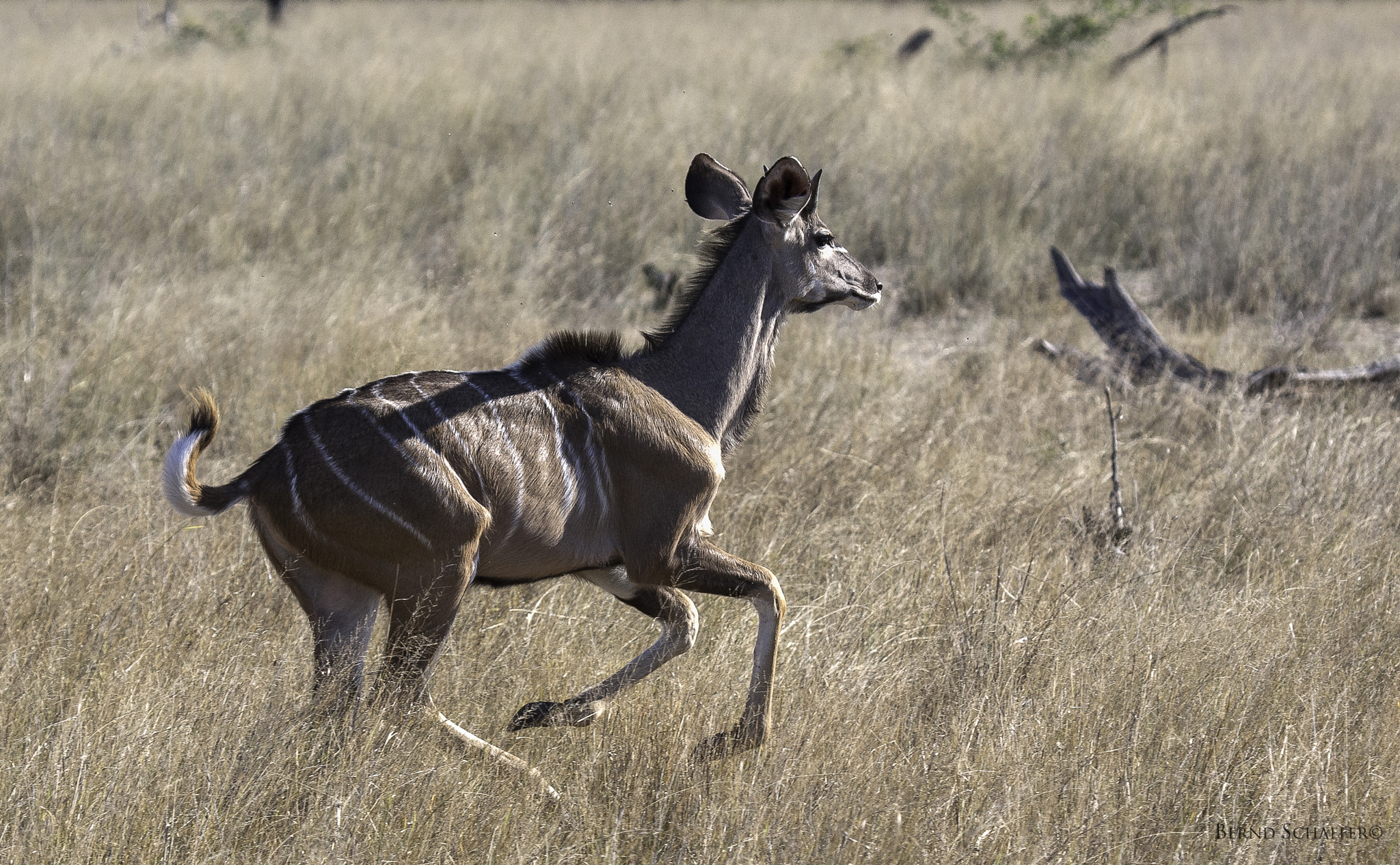 Canon EF 100-400mm F4.5-5.6L IS USM sample photo. Young kudu on the run photography