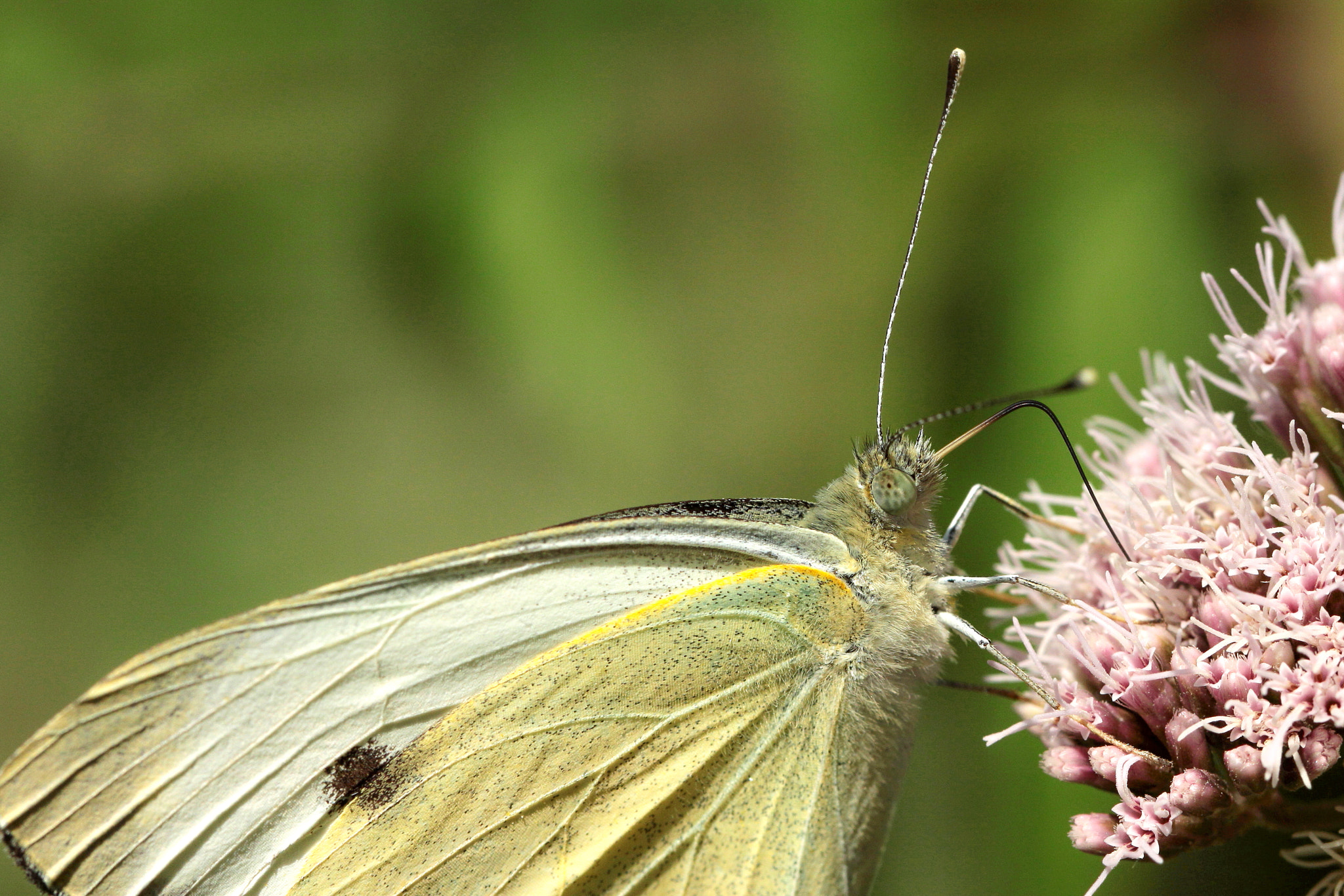 Canon EOS 50D sample photo. Pieris napi; la piéride du navet; the green veined photography