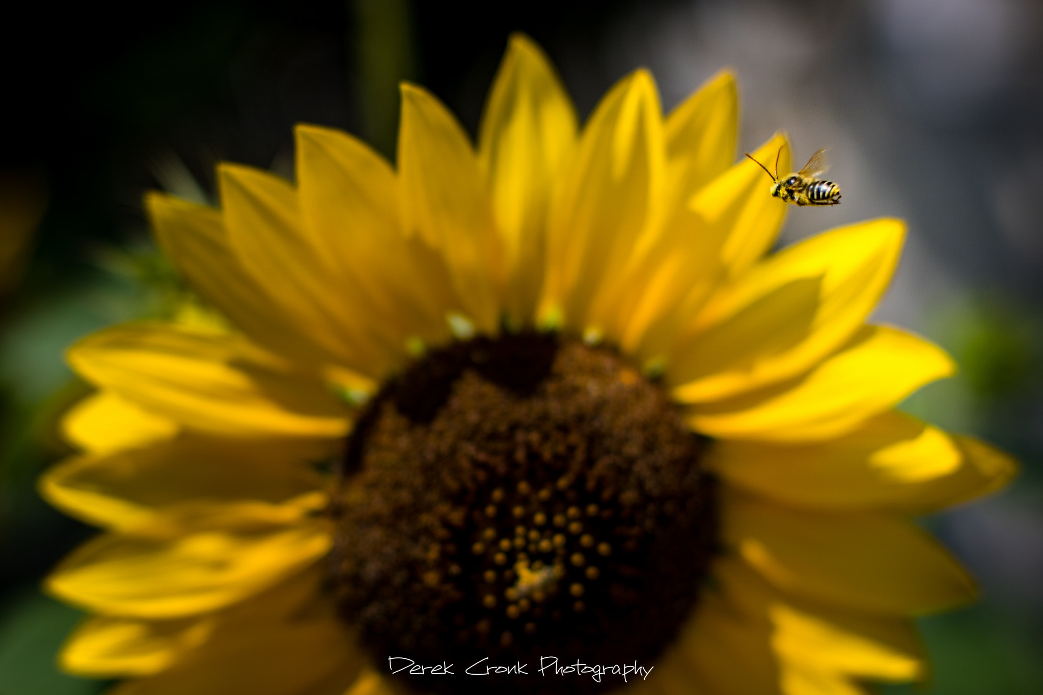 Canon EOS 750D (EOS Rebel T6i / EOS Kiss X8i) sample photo. Cleared for landing photography