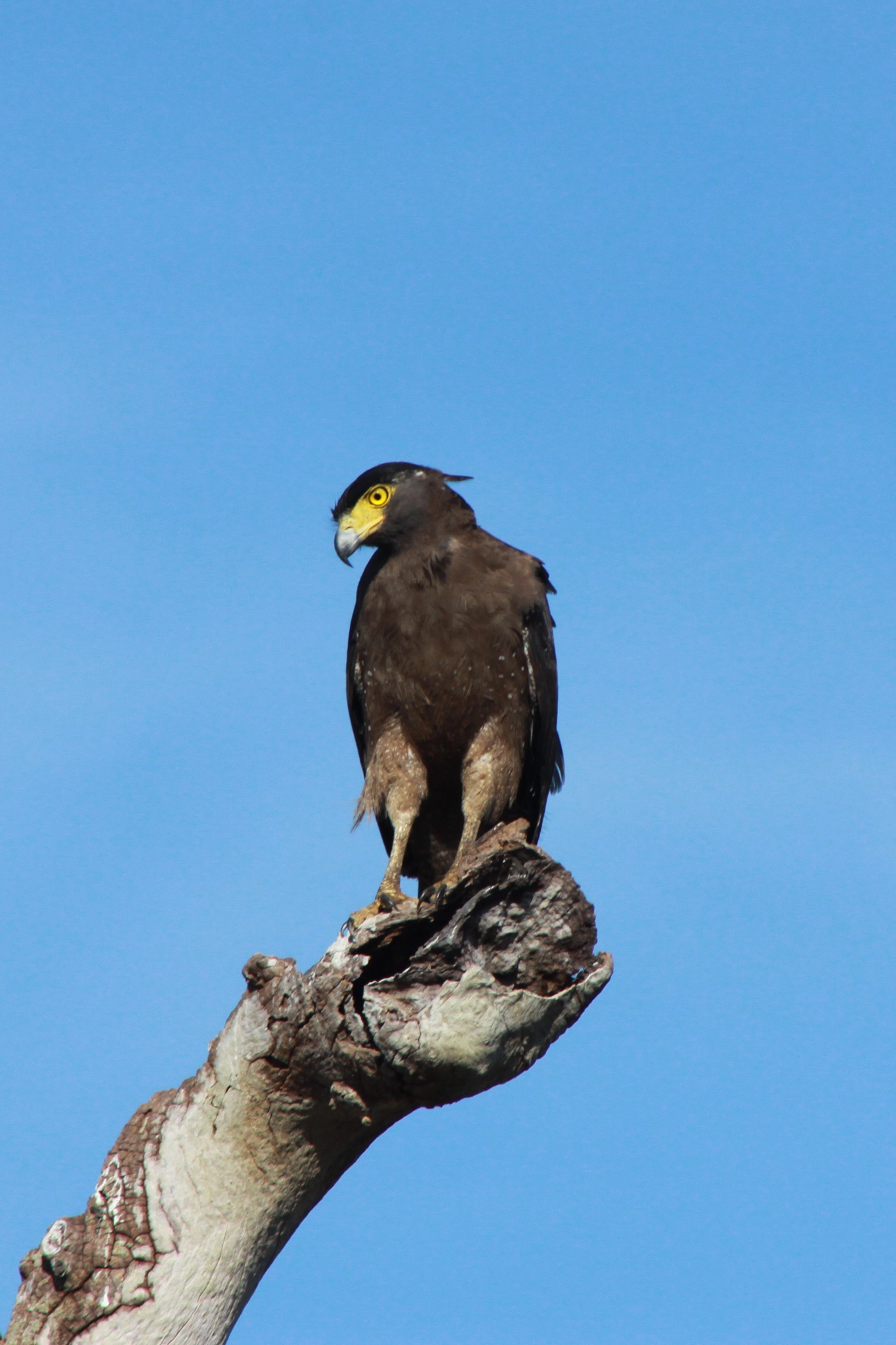 Canon EOS 50D + EF75-300mm f/4-5.6 sample photo. Solitary photography