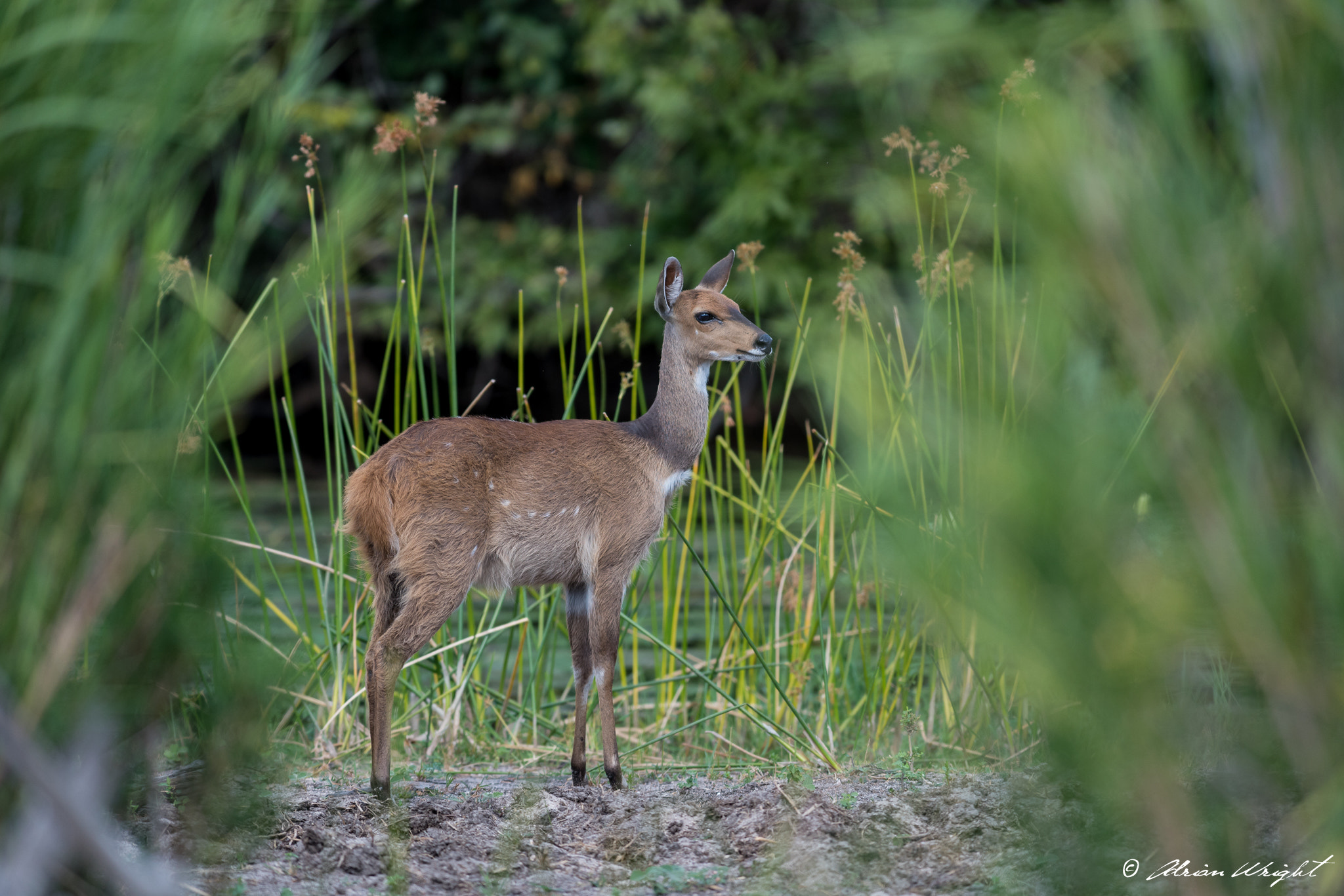 Nikon AF-S Nikkor 300mm F2.8G ED VR II sample photo. Amongst the reeds photography