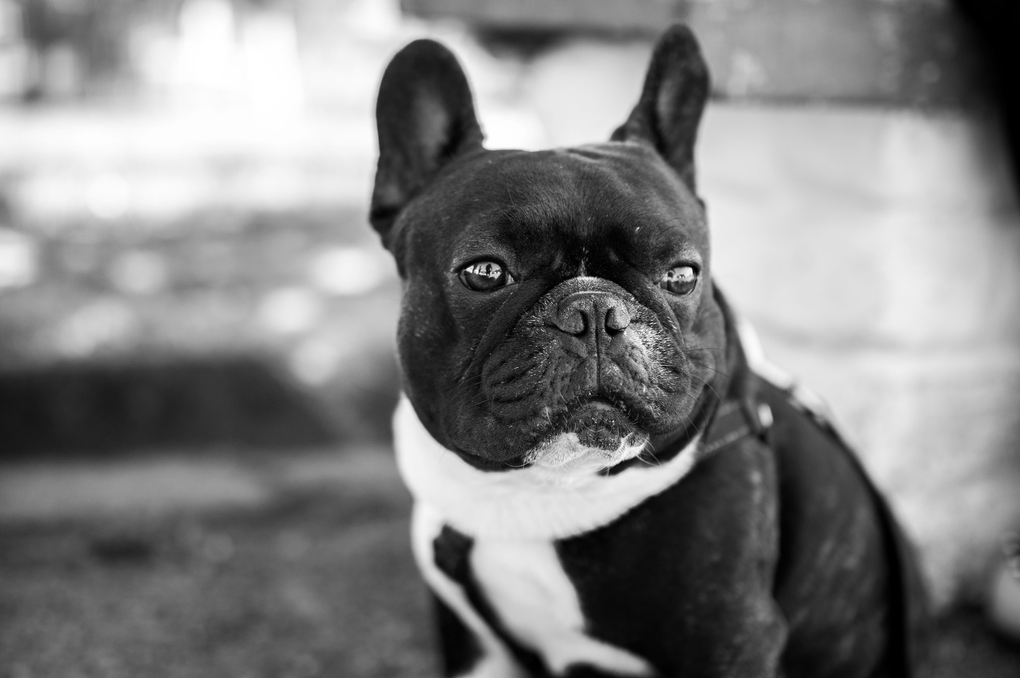 Sony SLT-A55 (SLT-A55V) sample photo. Ozzy the french bulldog photography