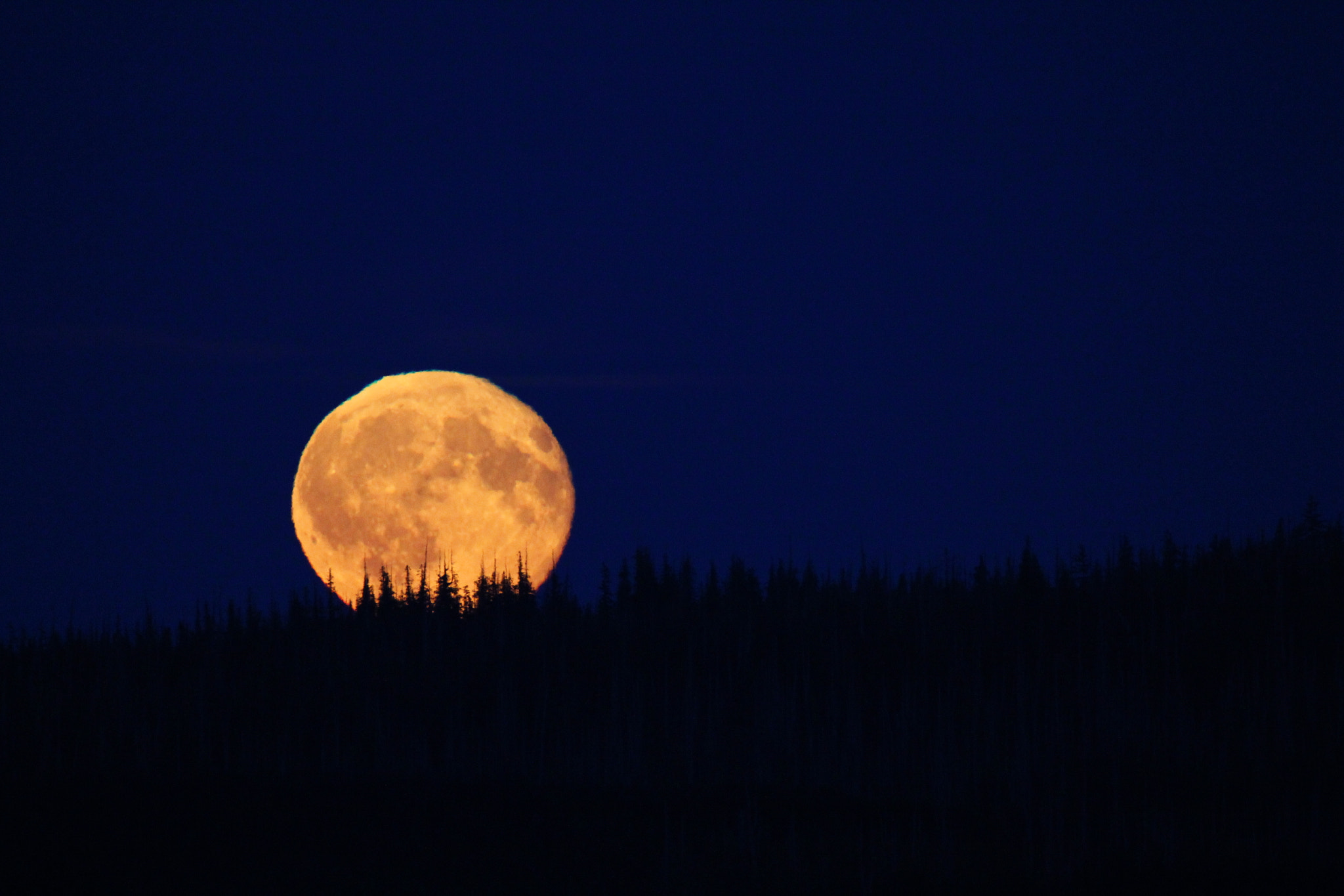 Sigma 150-600mm F5-6.3 DG OS HSM | C sample photo. Moon over the trees photography