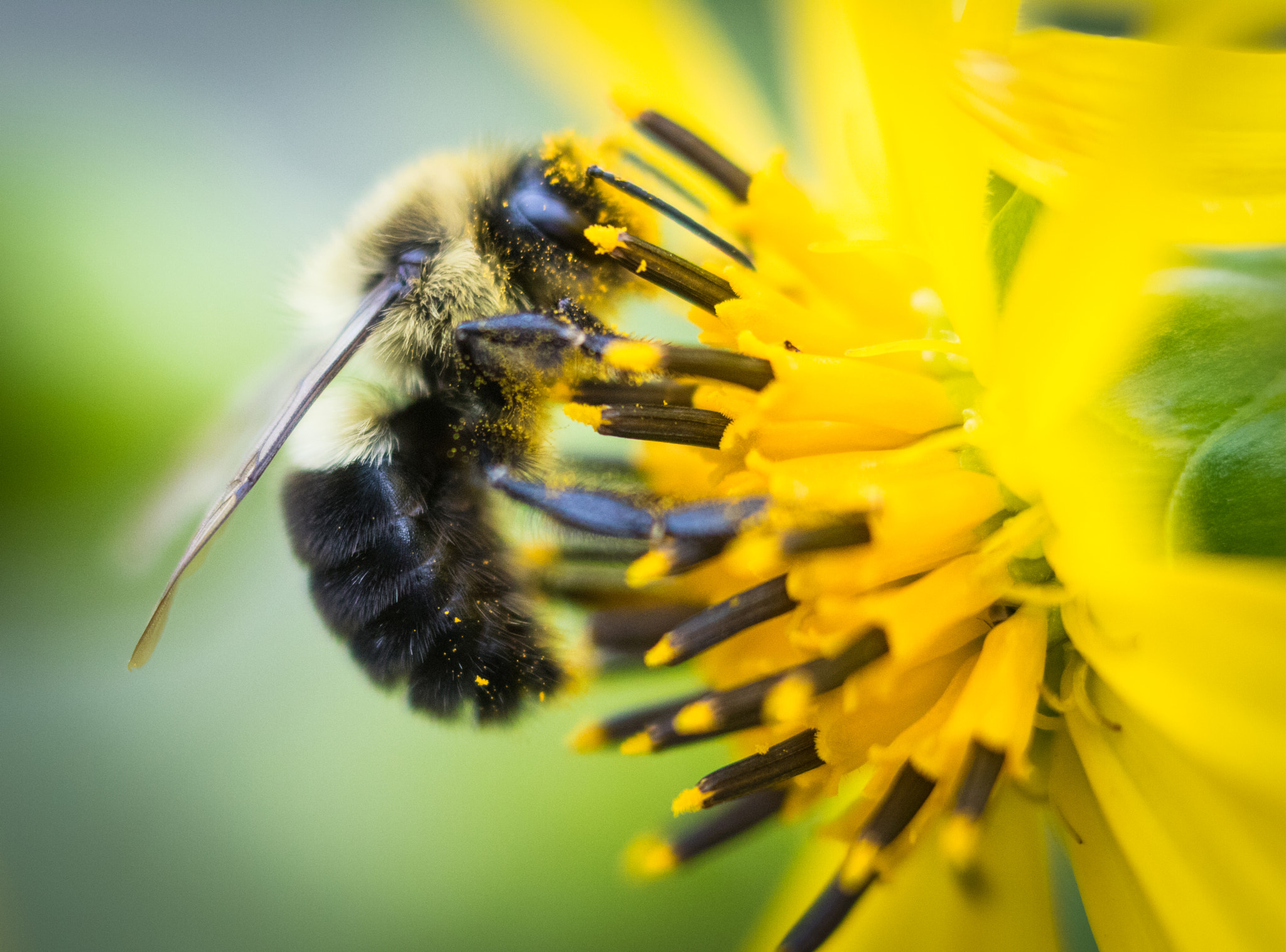 Canon EOS 760D (EOS Rebel T6s / EOS 8000D) sample photo. Bumble bee face full photography