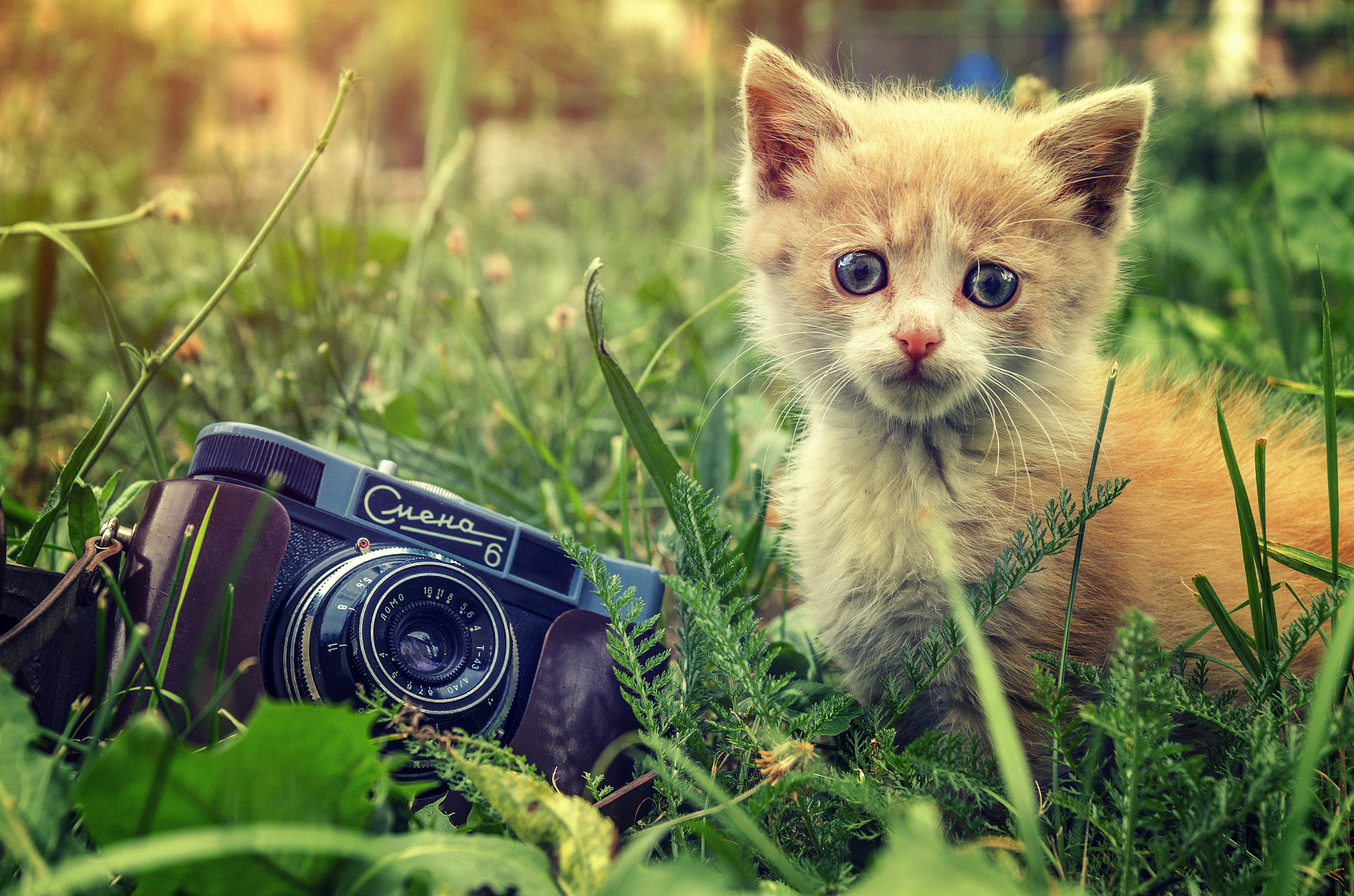 Nikon D5100 + Sigma 17-70mm F2.8-4.5 DC Macro Asp. IF HSM sample photo. Little cat photography