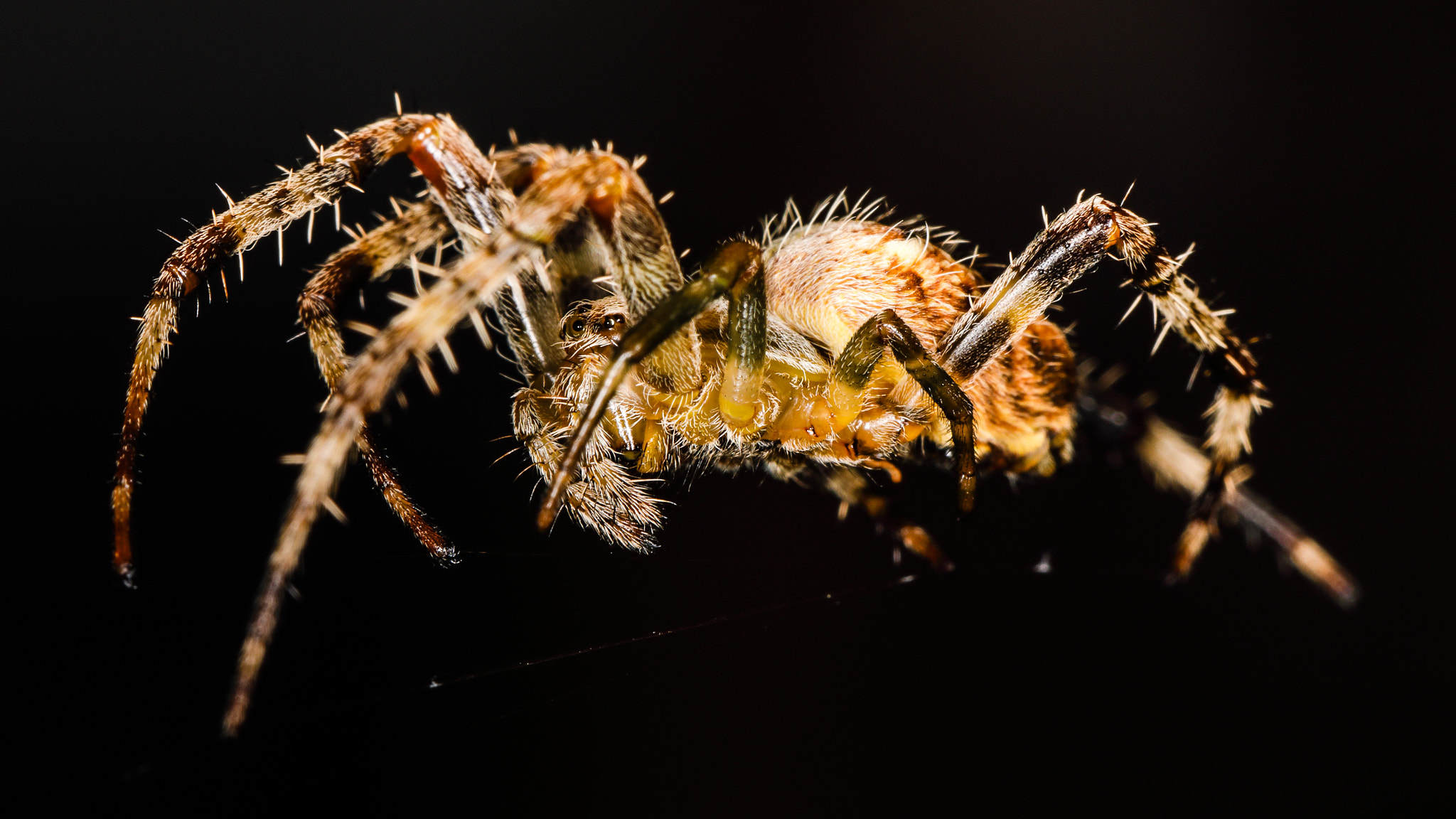Canon EF 100mm F2.8L Macro IS USM sample photo. Spider macro photography
