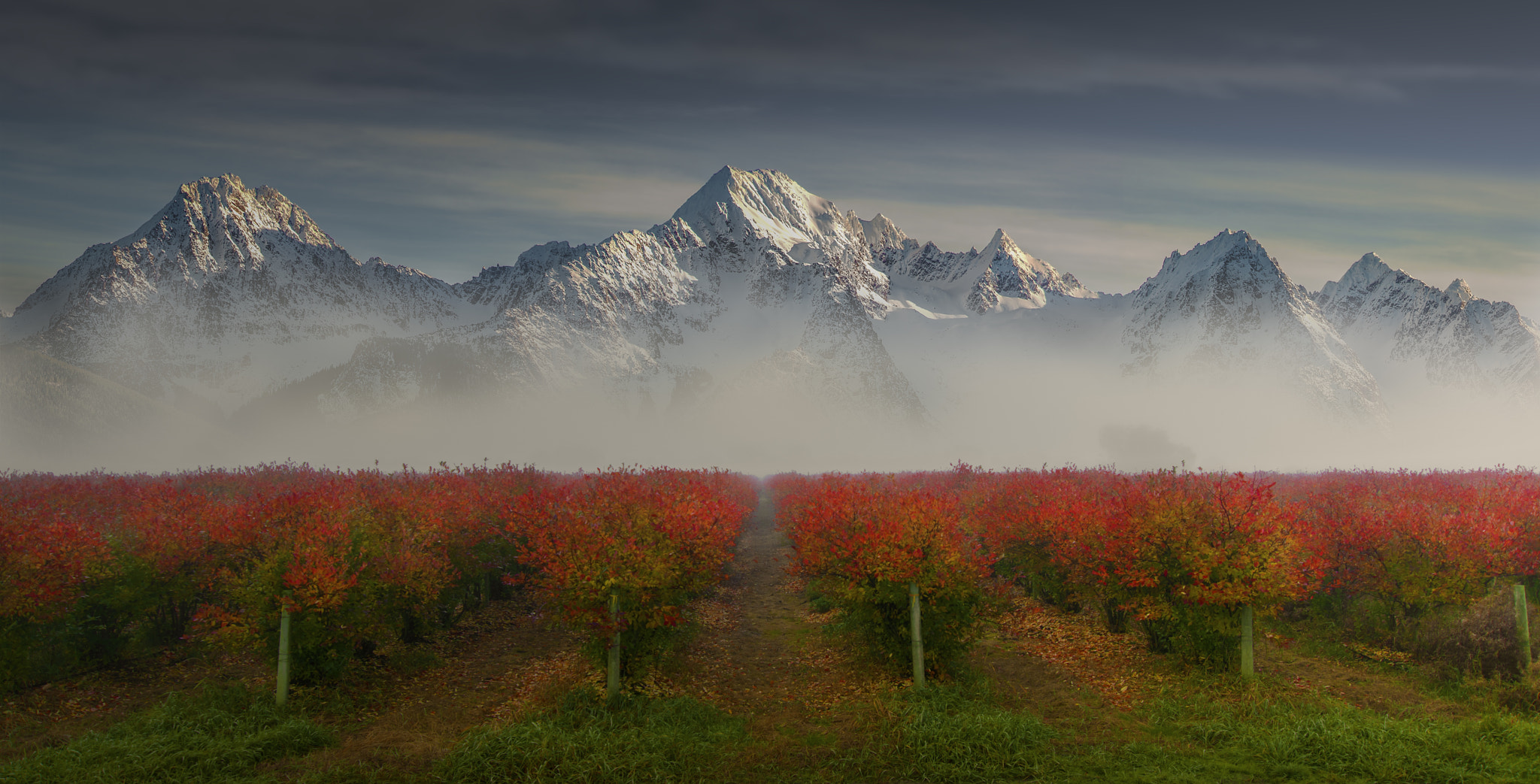 Nikon D800E + AF Nikkor 300mm f/4 IF-ED sample photo. Blueberry fields photography