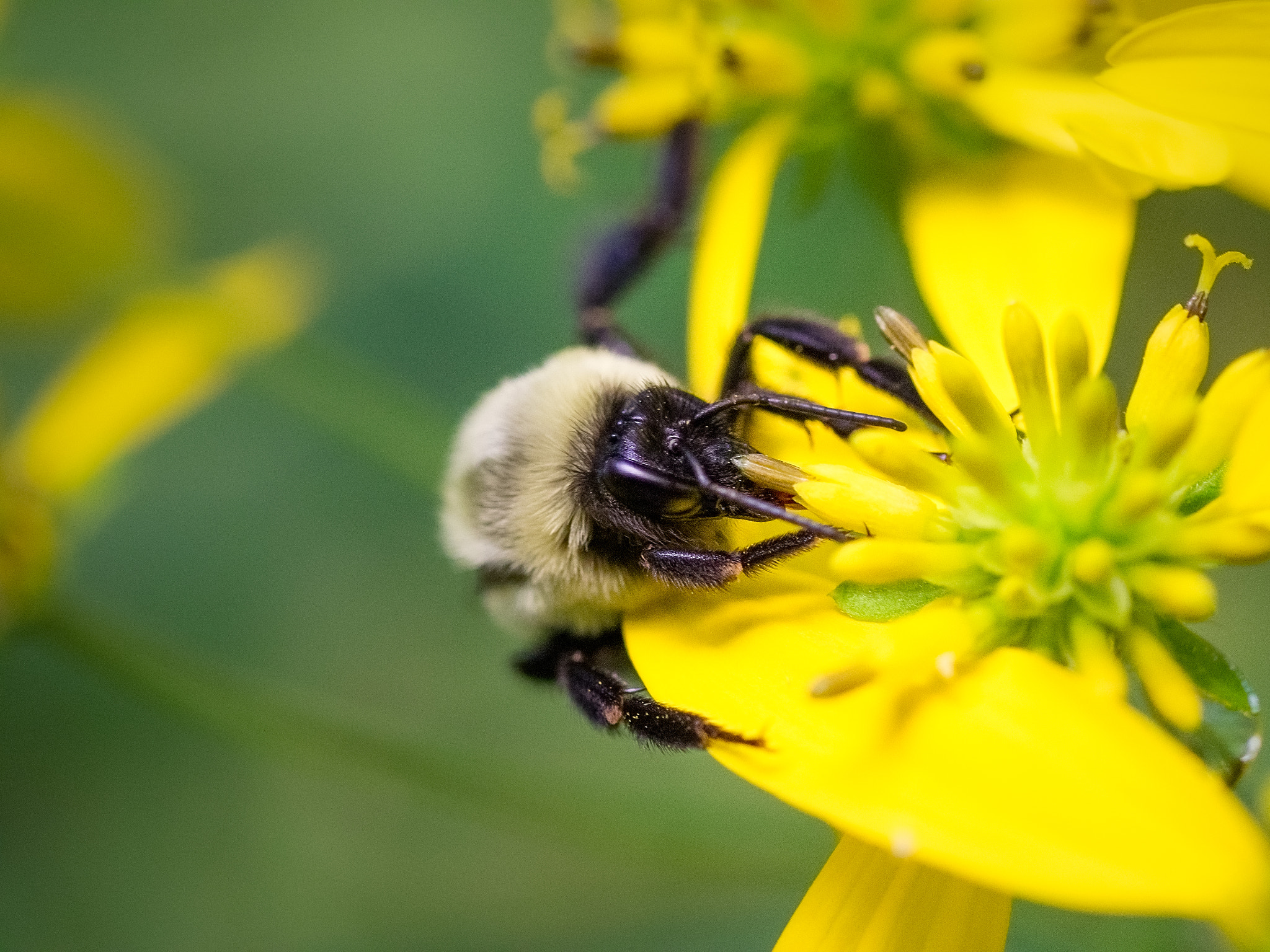 Olympus OM-D E-M1 + OLYMPUS 50mm Lens sample photo. Hunting for pollen photography
