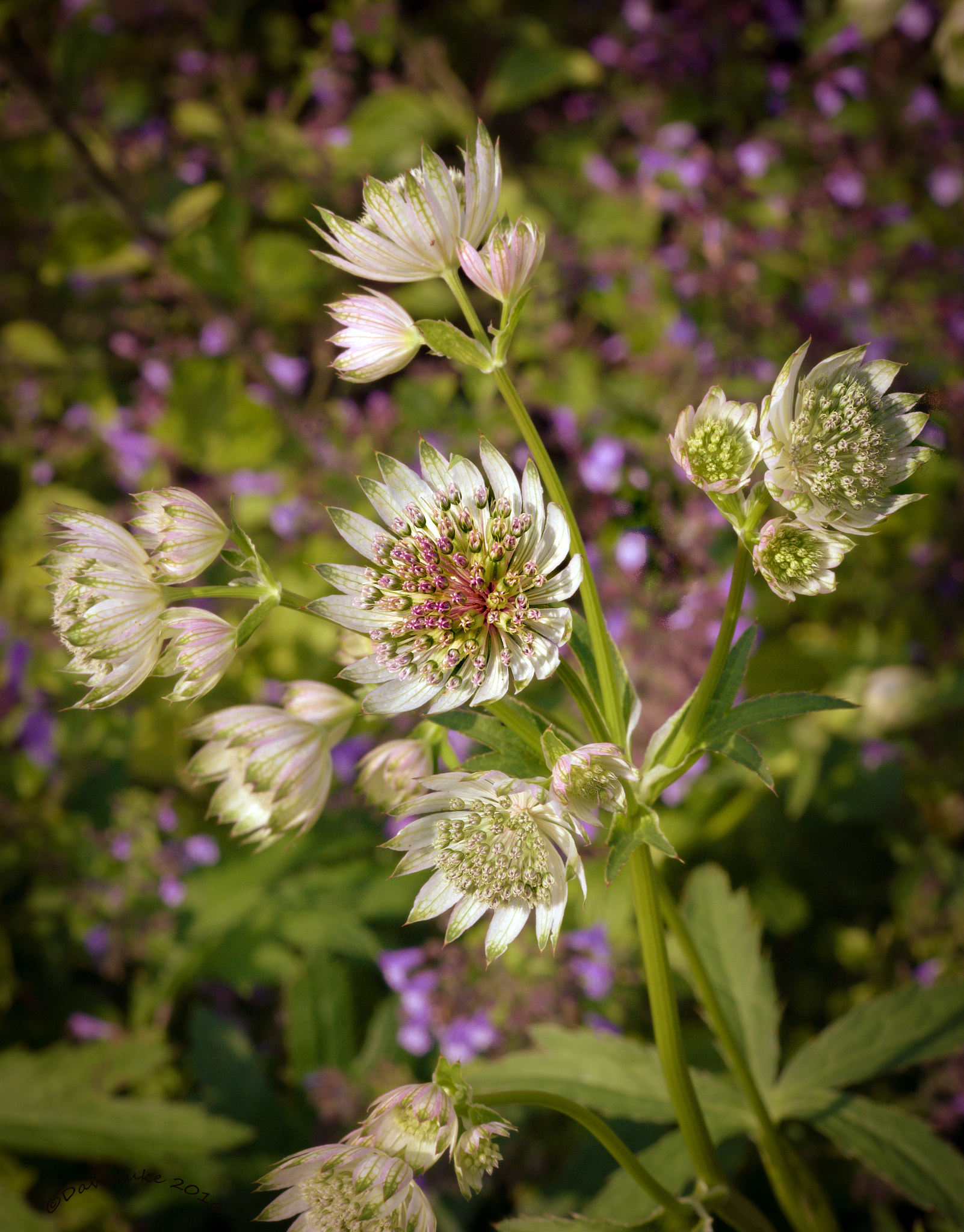 Tamron 18-270mm F3.5-6.3 Di II PZD sample photo. Astrantia photography