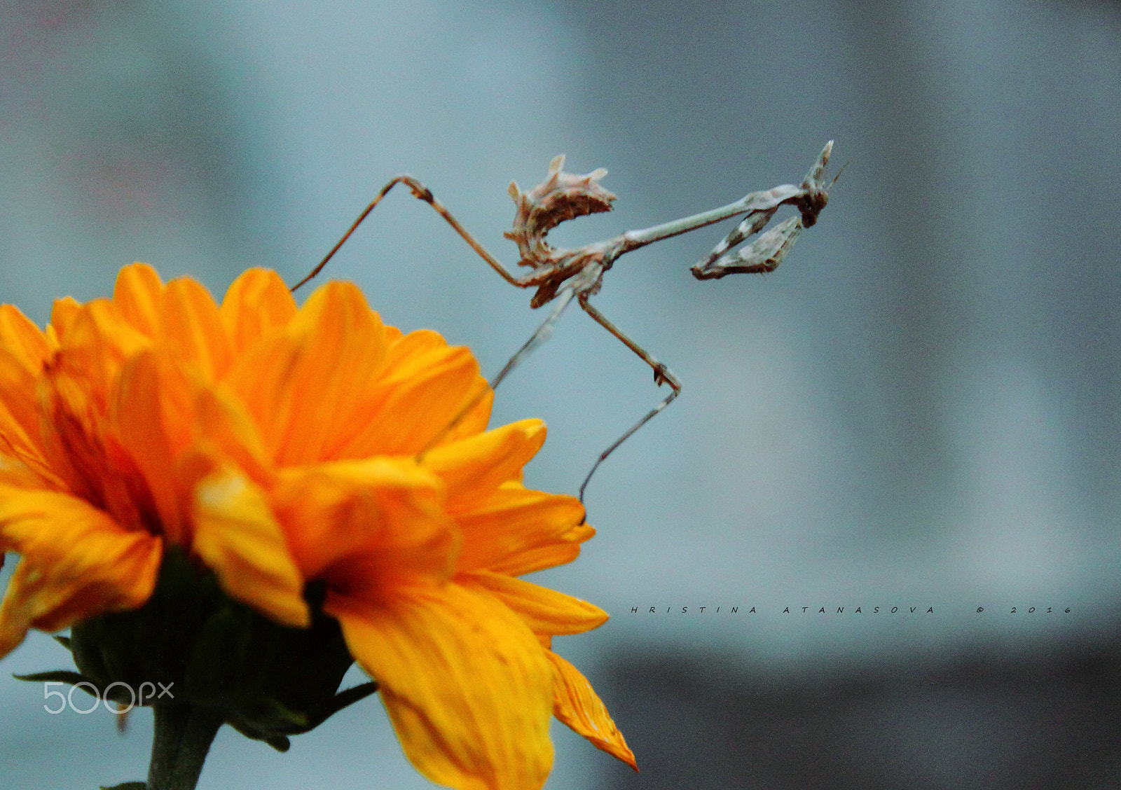 Canon EF-S 18-55mm F3.5-5.6 IS sample photo. Don't speak.... photography